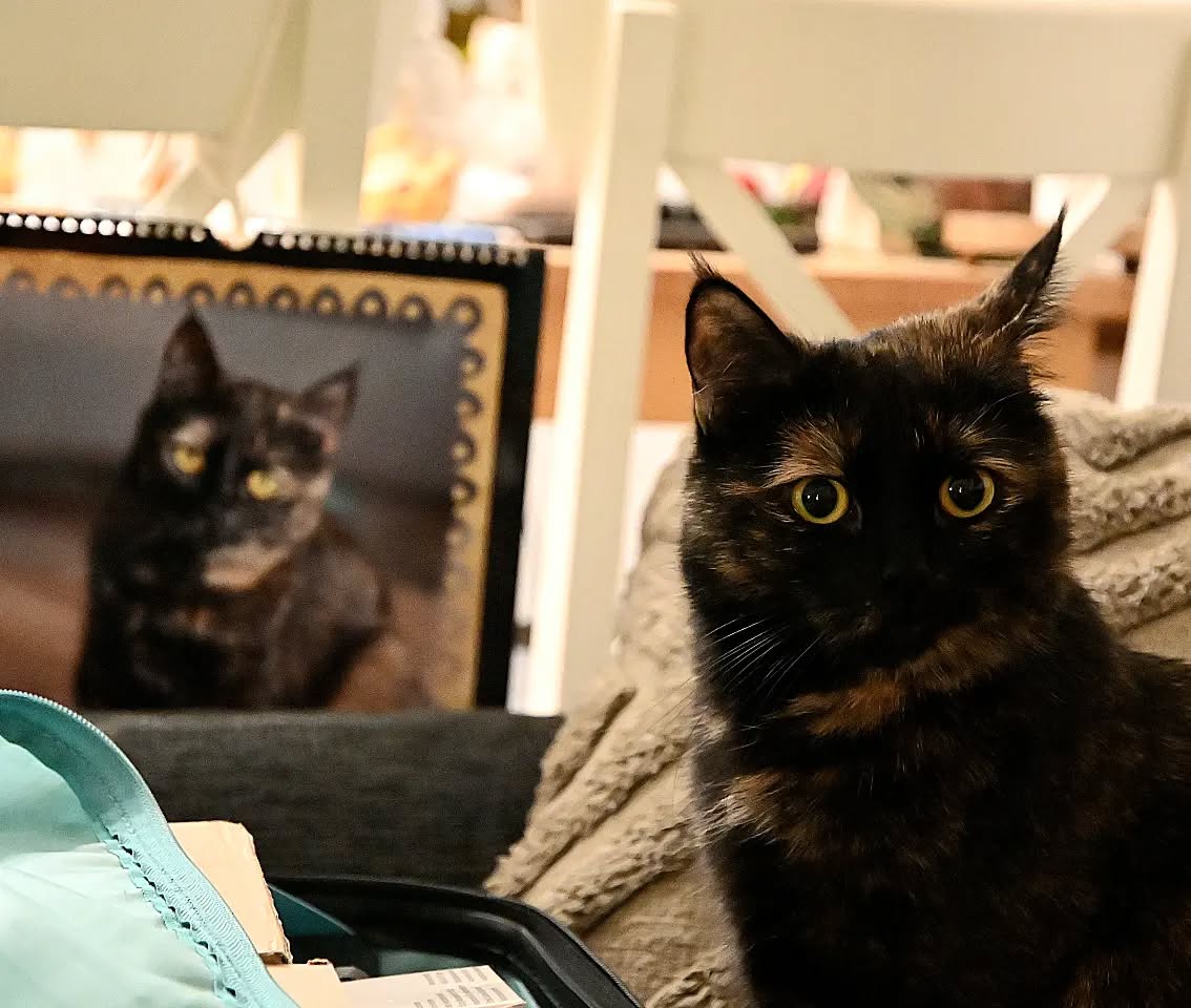 Dr Jeckyl and Mr Hyde