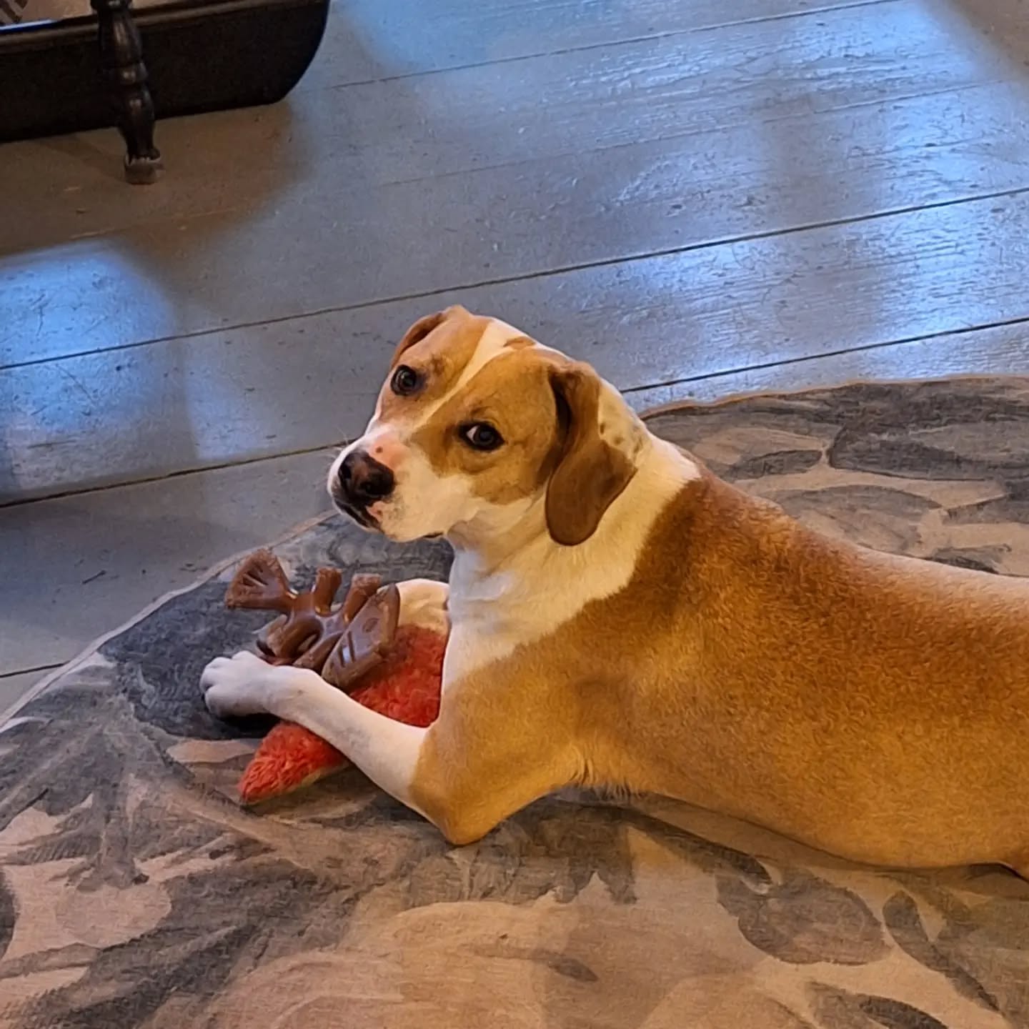 Hazel is 1 year old today! ❤️ Her birthday (and every day) wish is for tummy rubs.