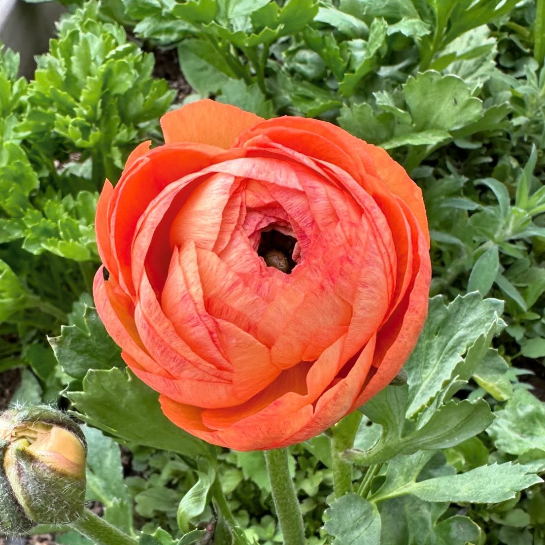 Things are waking up around here…and if I remember right, there’s a pretty special holiday coming up! #wellgrownflowers #wellgrownfarm #localflowers