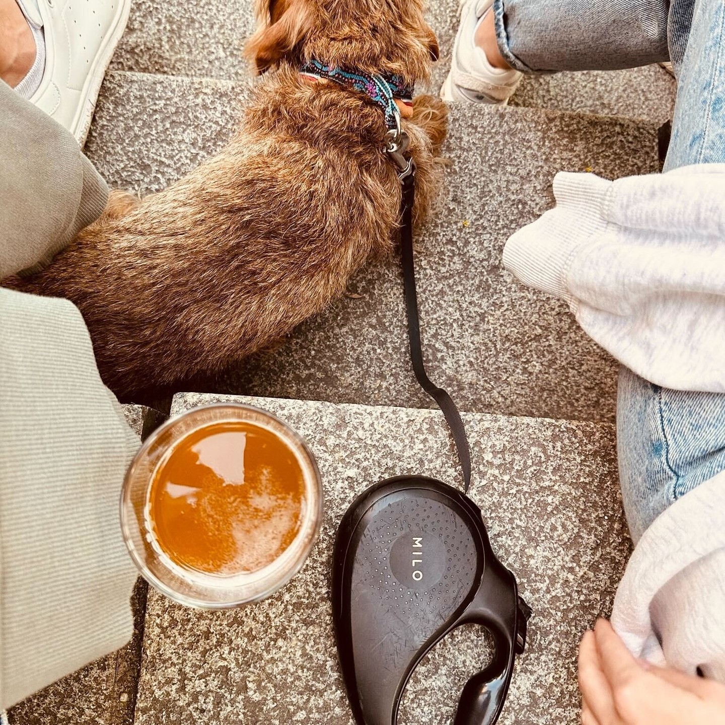 Almost one year with our beloved, charming and crazy customer Darius! 🥳
#miloleash #milo #dogleash #summervibes #dogsummer