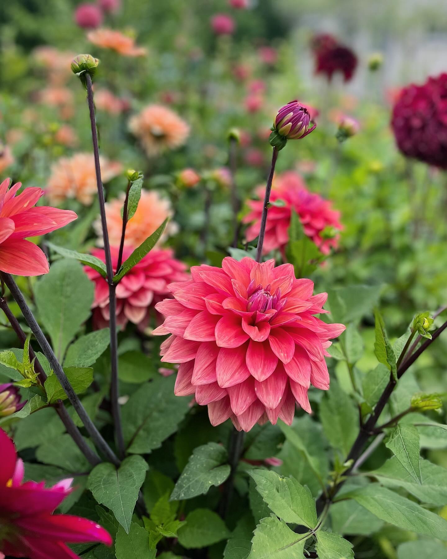 DAHLIA GIVAWAY🌸🫶
Doe mee aan onze winactie en maak samen kans op een cadeaupakket ter waarde van €39,95!
Wat zit er in het pakket?
👉🍀Een flinke pot-schotel combinatie van aardewerk, een pootschep, kaarsje in terra potje, biologische Dahliaknollen van @bloemoloog (onze favoriet!) en een zak kwaliteitspotgrond van @dcm.organic - kortom alles (en meer) wat je nodig hebt om van start te gaan met je plukbloemenzee!
Hoe doe je mee?
✅ Volg ons op Instagram (@sterktuincentrum)
✅ Like deze post!
✅ Tag iemand wiens groene hart hier ook sneller van gaat kloppen 🌸💚🫶
✅ En dat is het! Je maakt automatisch kans om dit Dahlia-pakket te winnen!
We verloten 4 van deze prachtige pakketten! Elk pakket heeft een andere bollen samenstelling. We maken de winnaars (2 duo’s!) bekend op vrijdag 10 mei, dus zorg ervoor dat je ons volgt en dit bericht in de gaten houdt. 🌷✨
#bloemoloog #dahlialiefde #dahlialove #dahliaseason #givaway #tuintips #detuininmei #dahlias #dahliatip #dahliatuin #pluktuintips #pluktuin #tuininspiratie #tuinidee #tuinkalender