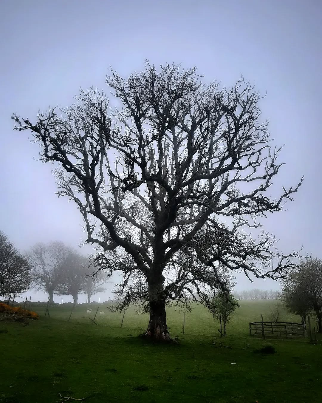 An inspiring walk near Helmsdale today....
#tree #atmosphere #atmospheric #stone #mist #helmsdale #texture #nc500 #landscapeartist #landscapephotography #sutherland #Highlands #scottishhighlands