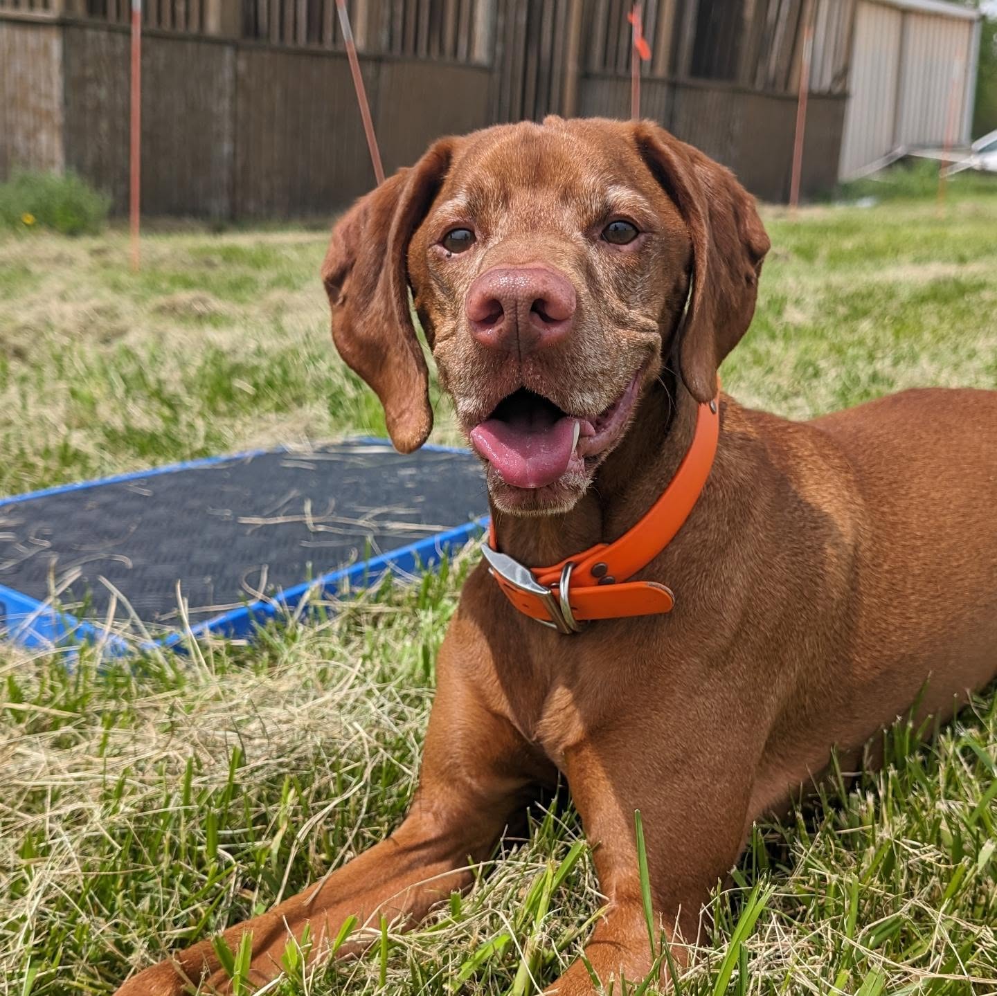 Happy training to everyone getting out there this weekend 🌞
#birddog #pointingdog #citydog #vizslalife #vizslasofinstagram #vizslagram #bestboy