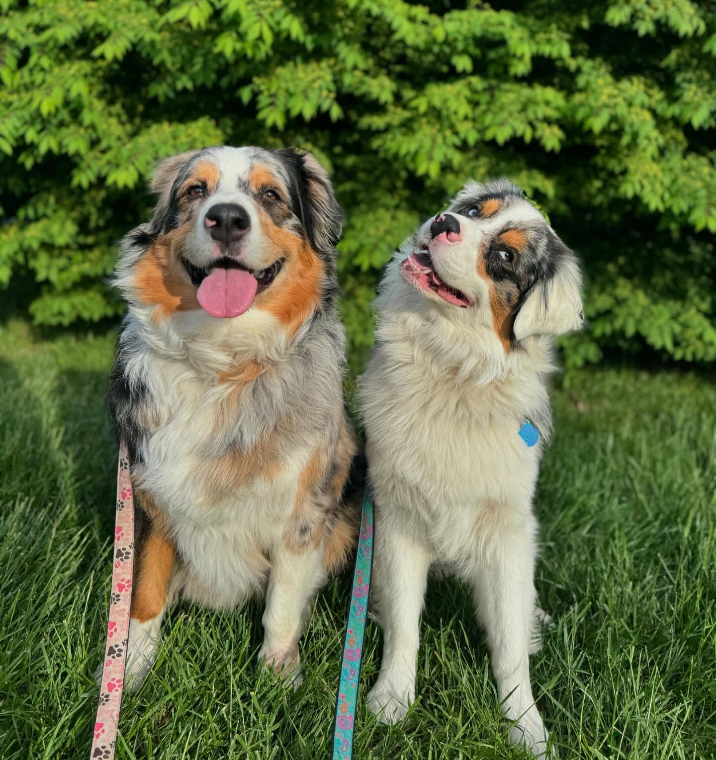 Because everyone needs a cute pair of Australian Shepherds in their life! Say hi to Blue and Bear. #aussies #cutedogs #blue #bear #australianshepherd