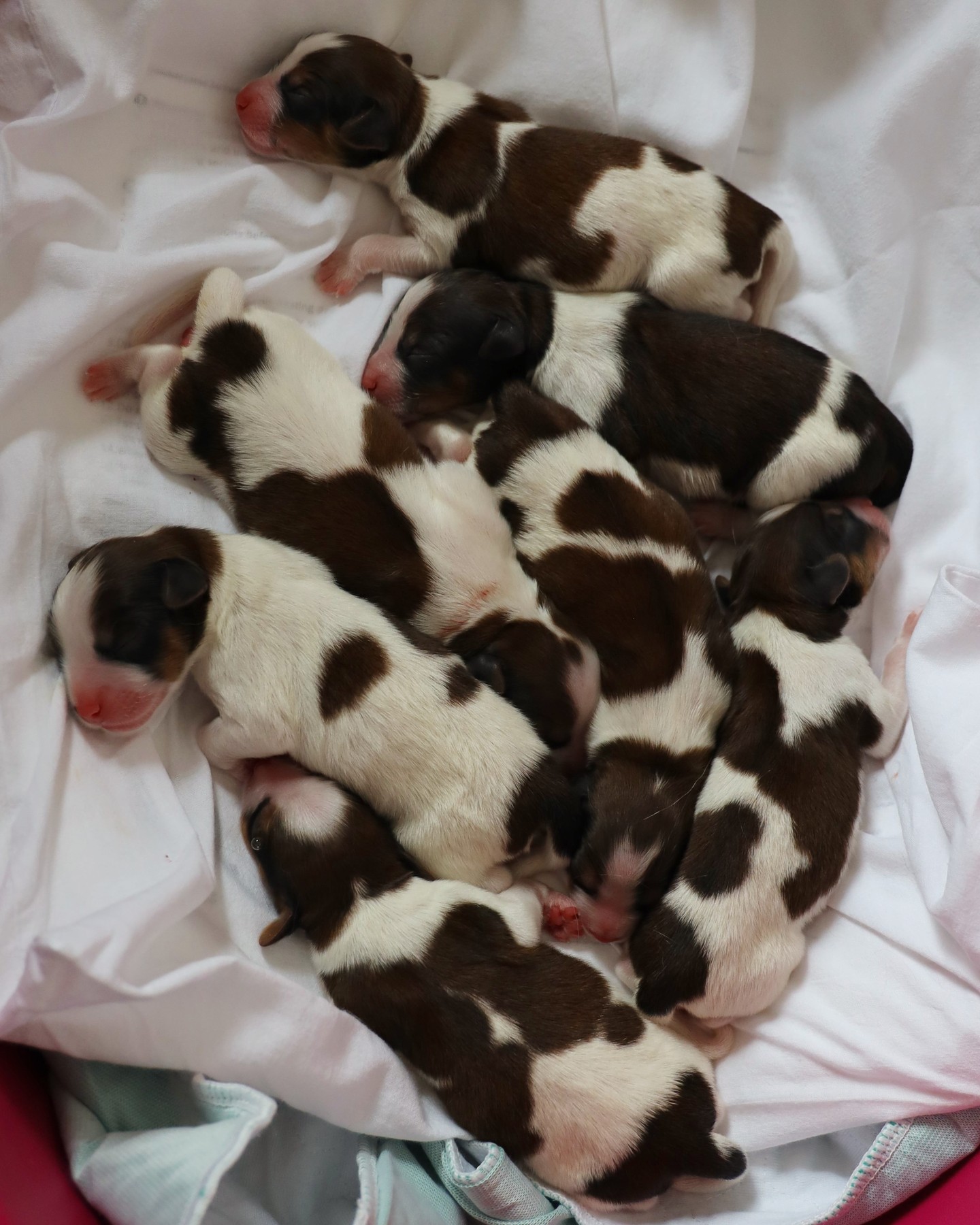 We hebben nieuws! 🎉✨
Afgelopen week heeft Indy zeven puppy's gekregen! De twee dames en vijf heren maken het goed en groeien als kool. 🥬
Maar dat kan ook niet anders met zo'n lieve en zorgzame moeder...🥰
🐶🐶🐶🐶🐶🐶🐶
#hetgooisforest #kooikerhondje #kooikersofinsta #kooiker #cutepuppy #puppies #kooikerpuppies