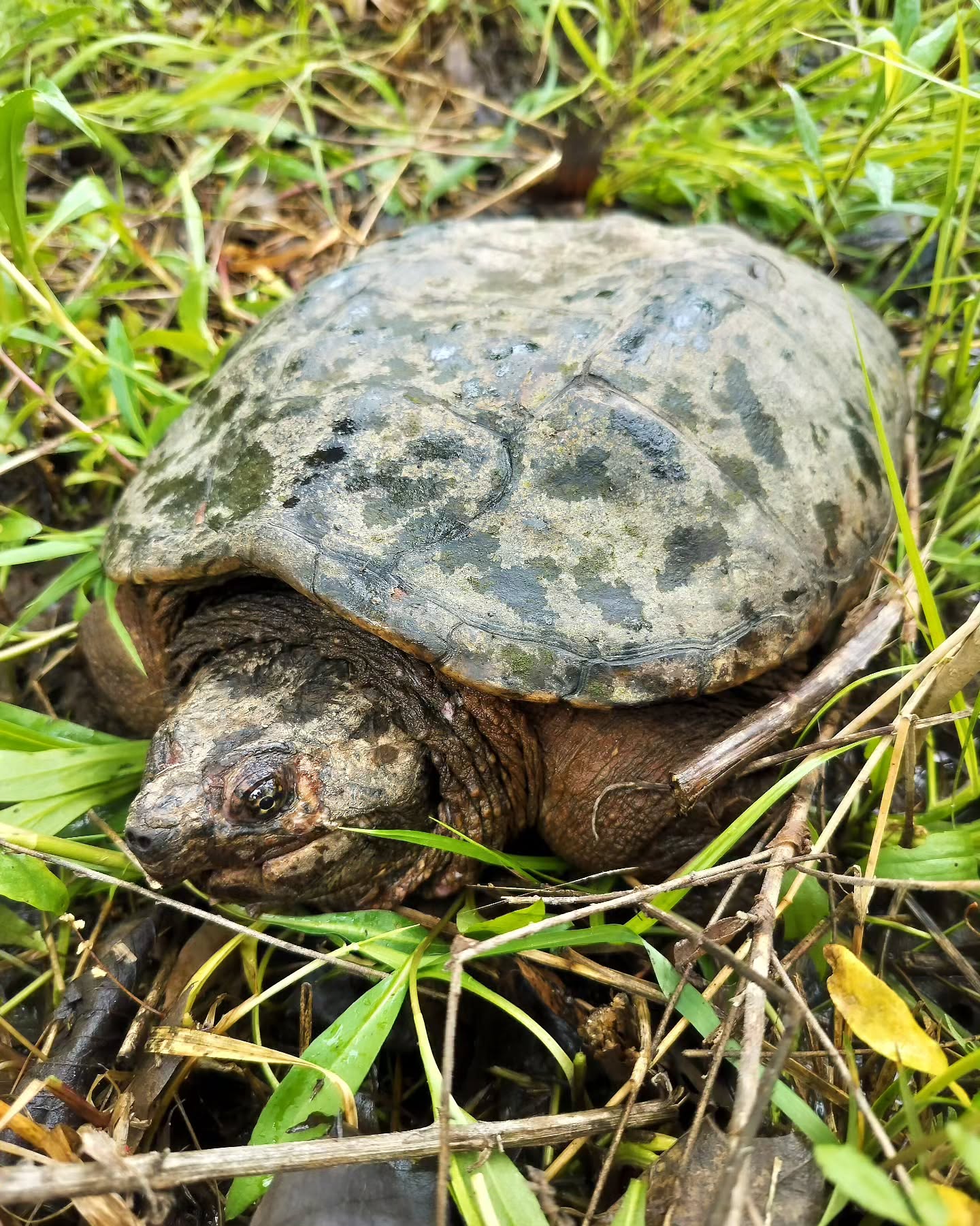 Thursday Moment of Zen. Releasing an old beauty of a snapping turtle (Chelydra serpentina) into the swale next to the river on campus. This tough girl has evidence of two significant healed cracks in her shell and has lost her right eye, but she's on the move because it's May and mating season. Wish her luck!