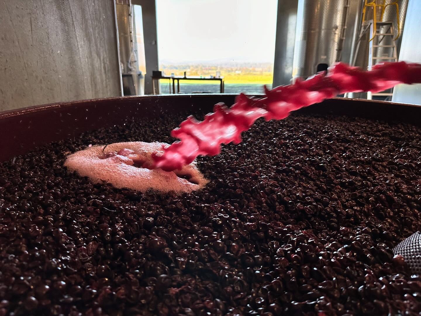 Pondering over the pumpovers this morning, feeling lucky.. I doubt there’s many others still fermenting reds in Australia. Nebbiolo. Yarra Valley. Denton. It’s smelling like ripe strawberries warmed in the sun. I can’t wait for a time when I learn how the experts do it but in the mean time, this is how I do it. And it does it. Letting it do its thing.