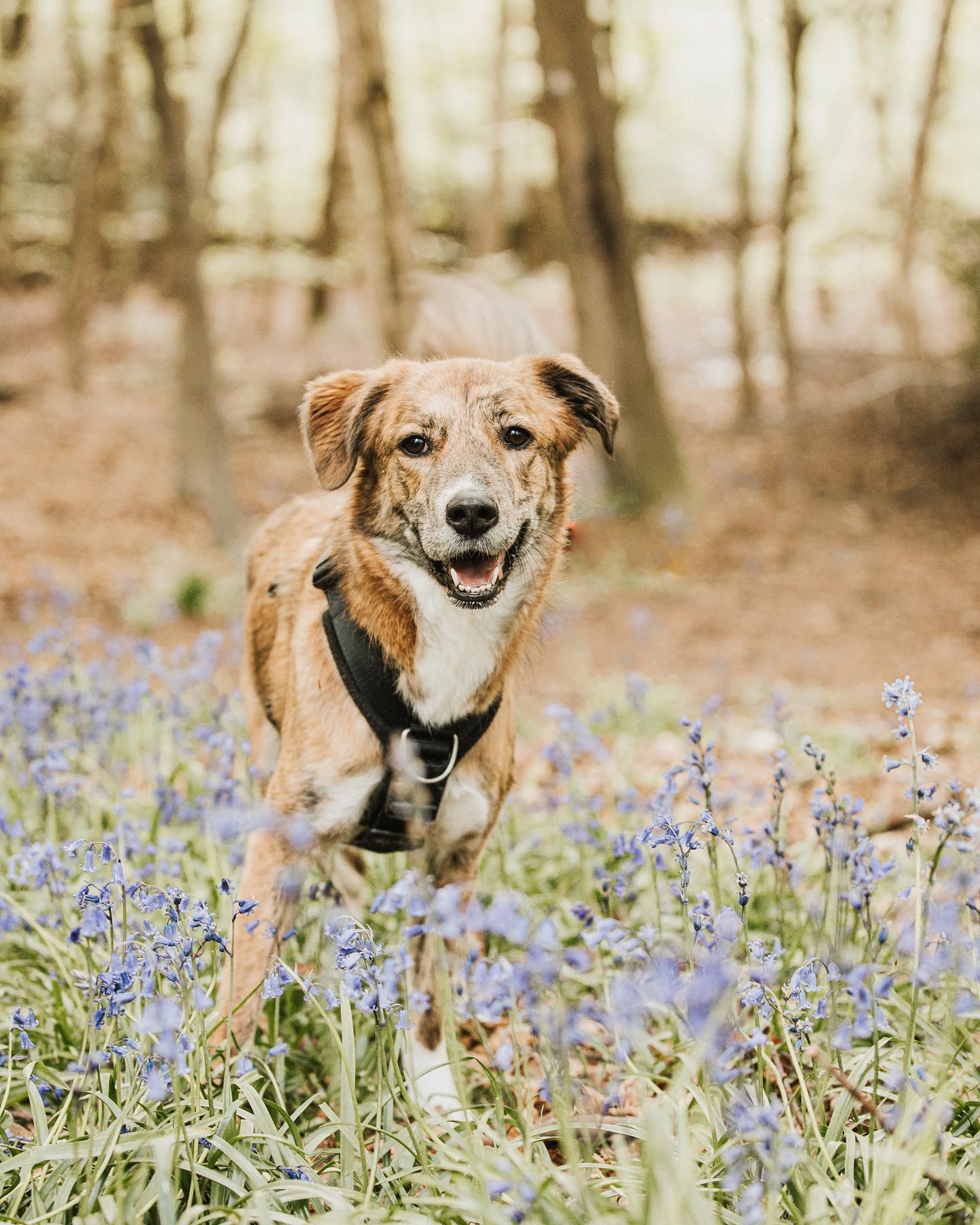 When you get a message asking if you would photograph their dog, the answer is always a yes.
I had the pleasure of photographing Tippy and Tasha, and you best believe Tippy had all the cheese and scratches she wanted for being such a good girl.
Just love seeing their crazy personalities shine as the shoot goes on and they get used to the camera. Such a cute shoot! 🥰