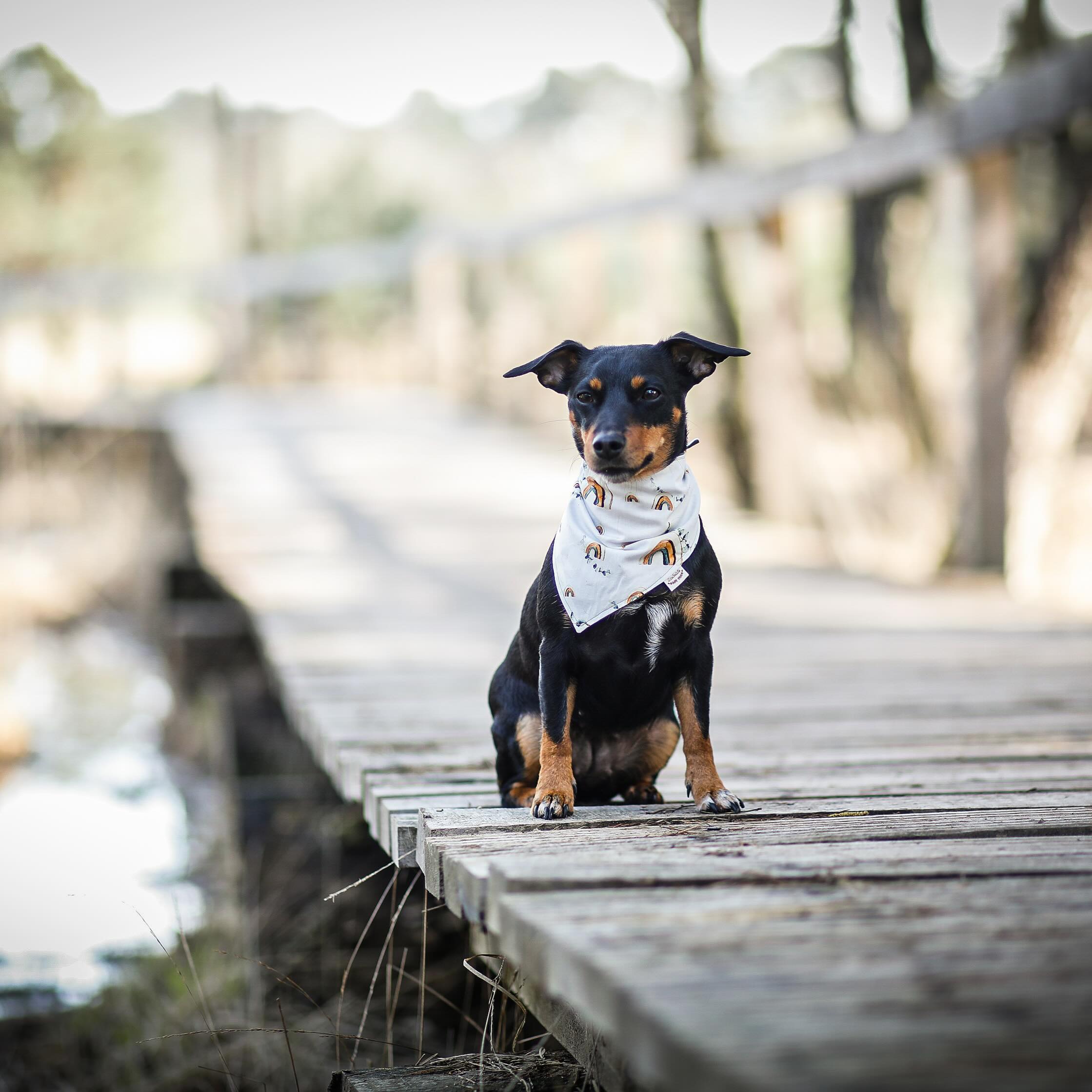 Ihr Lieben,
ein kleiner Reminder daran, dass ihr schon bei solchen Temperaturen auf eure Fellnasen acht gebt.
Hunde mit dichtem oder langem Fell, ältere oder rundköpfige Hunde haben unter Umständen schon bei Temperaturen ab 20 Grad aufwärts Probleme mit der Wärme.
•
Haltet die Runden in der Mittagshitze relativ kurz und verlagert die Auslastung draussen und das Training in die Morgen- & Abendstunden.
•
Und ganz ganz wichtig: lasst eure Hunde bitte nicht mehr unbeaufsichtigt in eurem Auto☺️
•
Wie vertragen eure Hunde die Wärme? Lieben oder hassen sie es?
Berichtet gerne in den Kommentaren ☺️
•
•
#hundetraining #hundetrainer #dogtraining #dogtrainer #dogtrainingtips #jackrussell #jackrussellterrier #pinscher #zwergpinscher #hundeliebe #hundeleben #hundefotografie #hundefoto #hundemodel #fotografie