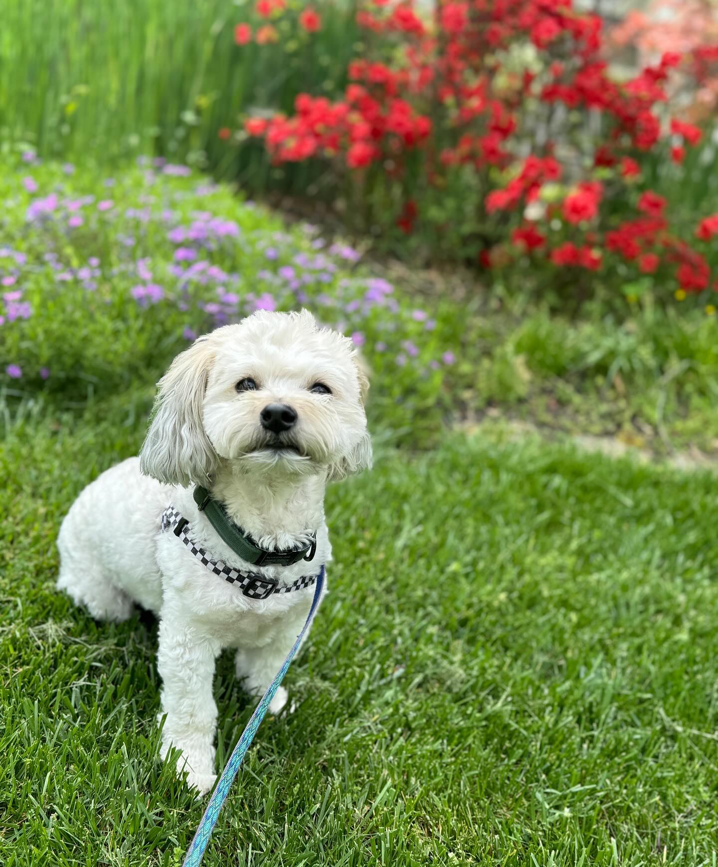 One of our best buds, Enzo! ๐๐ #amongsttheflowers #doggo #cute #dogpics #landenbergpa
