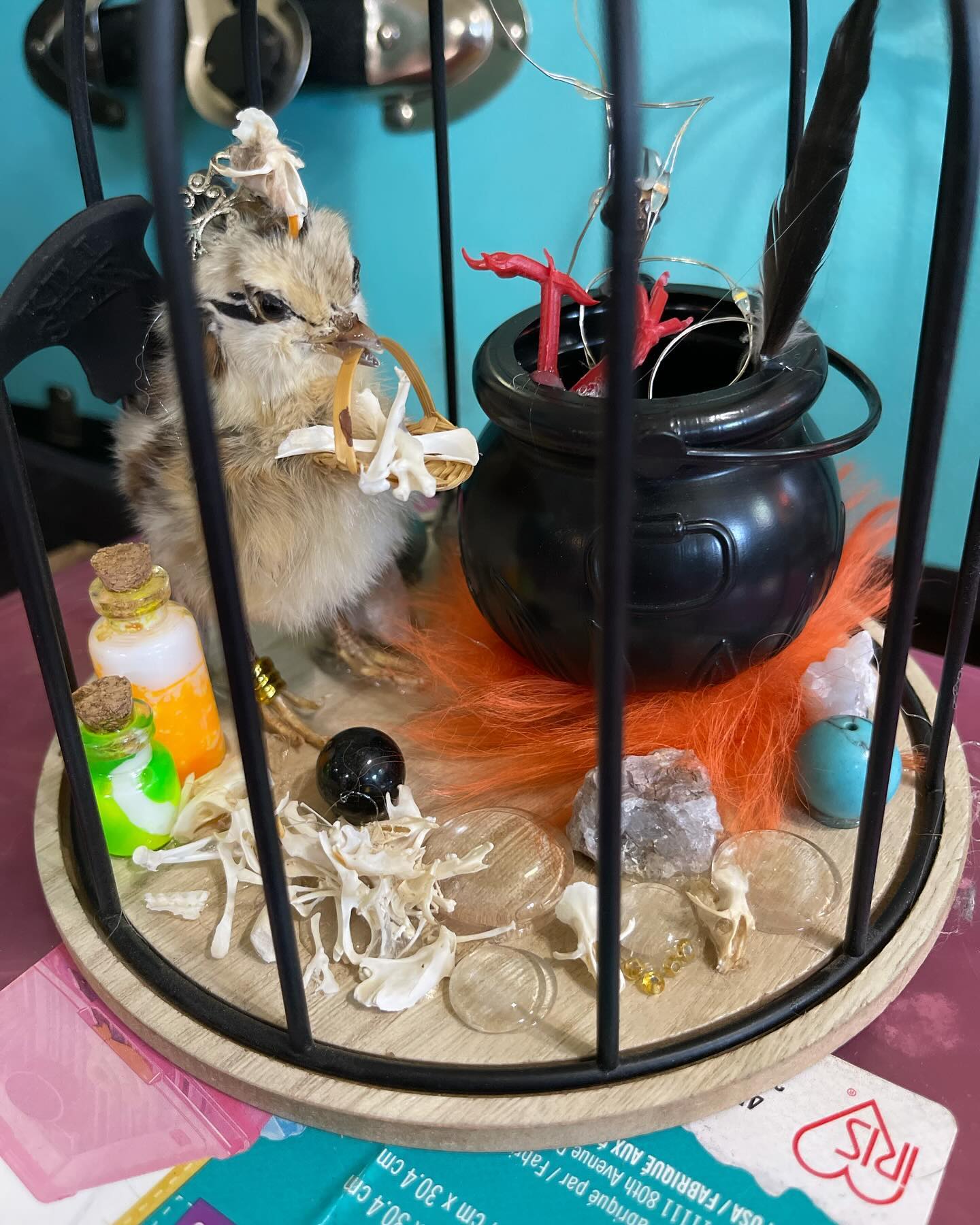 Necromancer chick with real bones and light up magic cauldron
#taxidermy #chick #chicken #mount #witch #necromancer #bones #cauldron