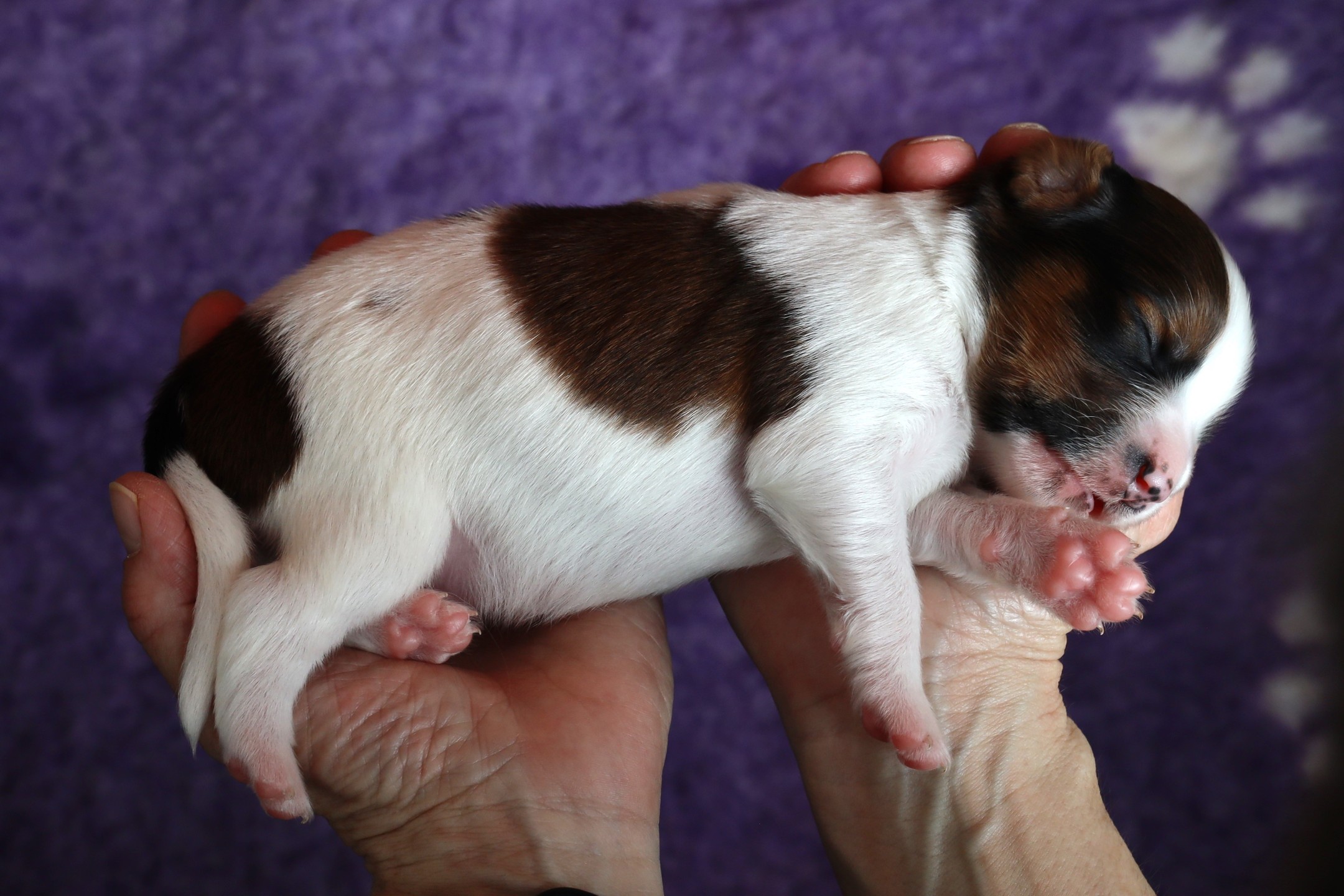 😴😴😴
#hetgooisforest #kooiker #kooikerhondje #kooikersofinsta