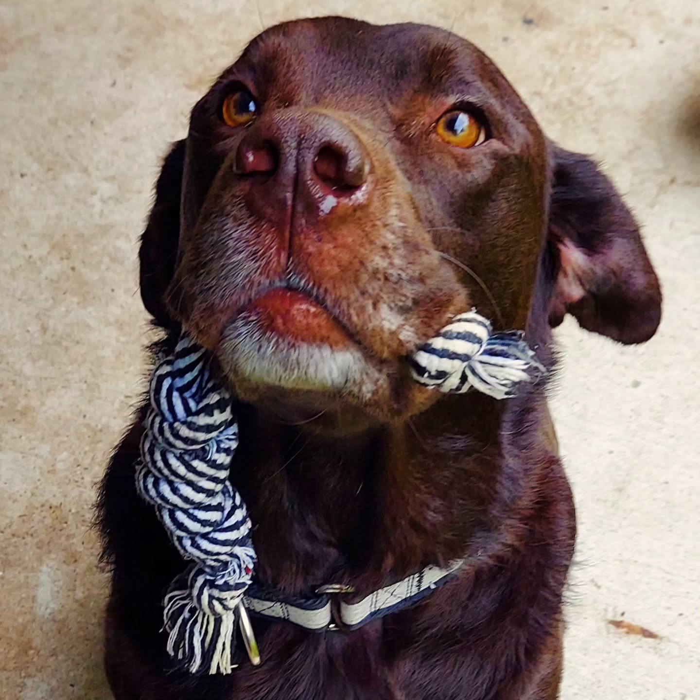 Meet Fudge! 🥰 Isn't that the best name ever for a chocolate lab?!
#dogwalker #petsitter #tellyourdogisaidhi