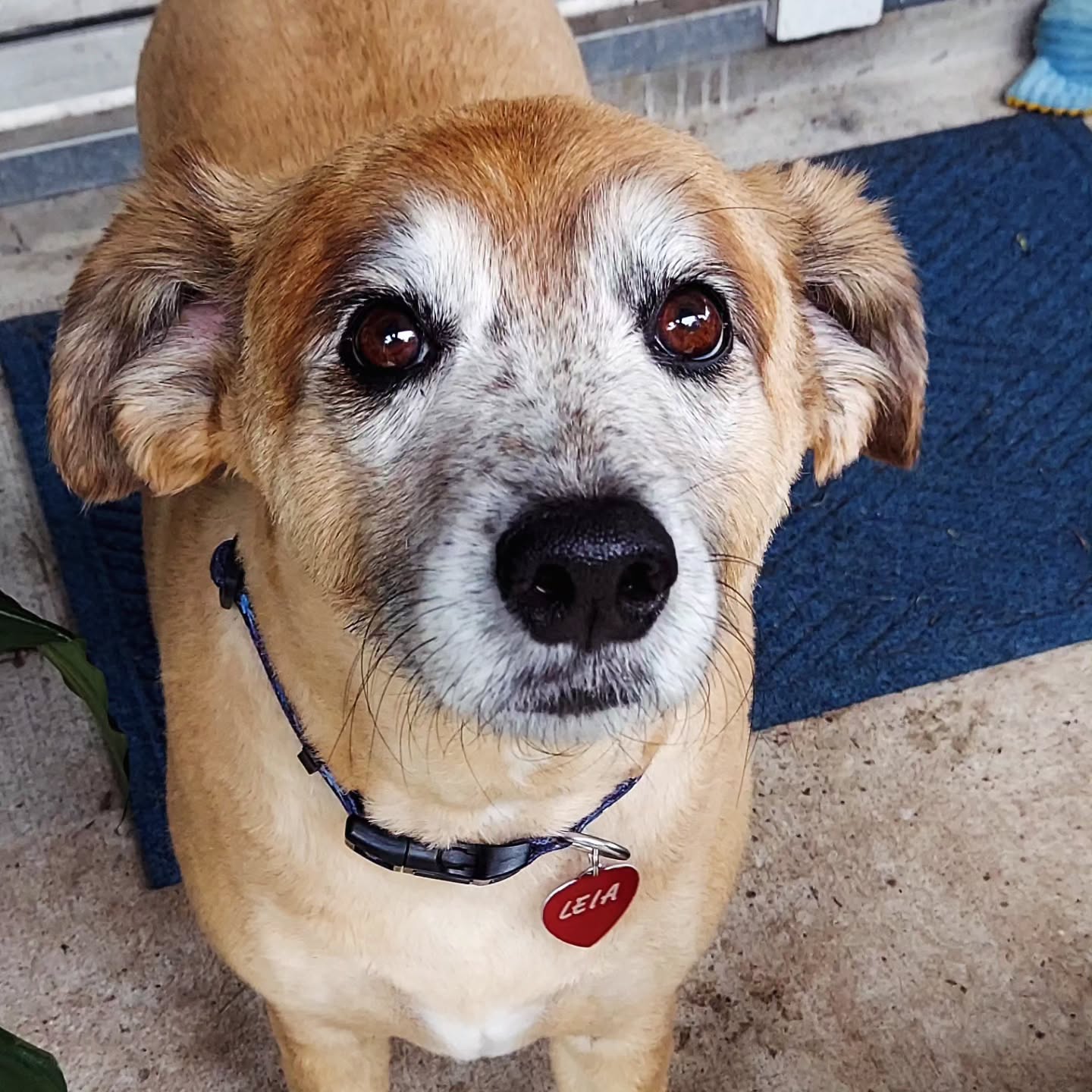 Princess Leia 🥰 I'm pretty sure she's part teddy bear. 🧸
#ilovemyjob #iloveyourdog