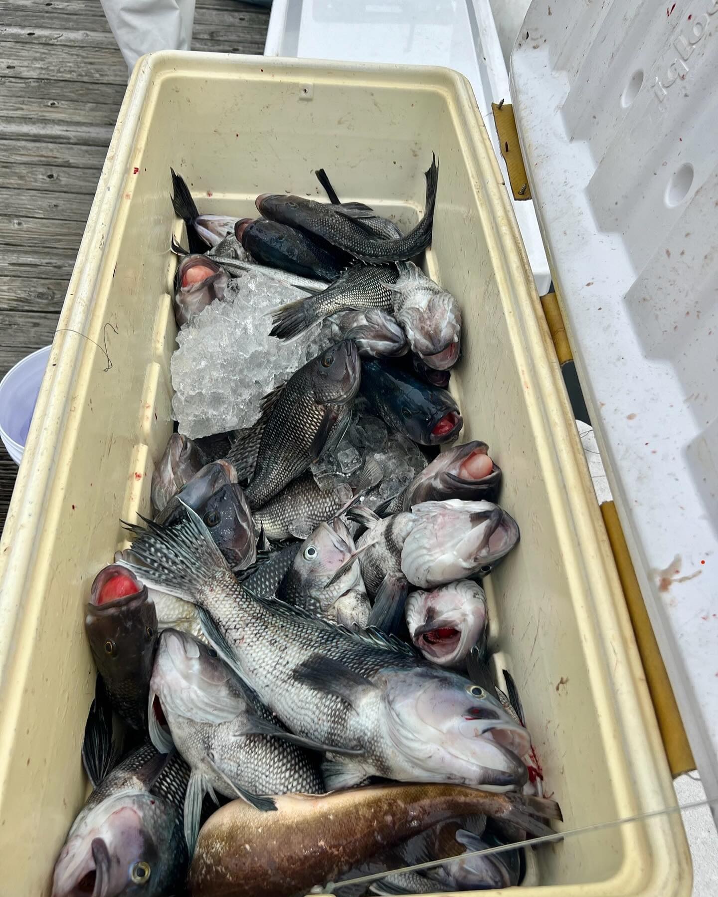 Sebass is open and we crushed’em today! Call Capt J to get in on this bite. Reminder we will be sailing out of Squan Inlet this season. #sidejobcharters #sebass #blackseabass #seabassfishing #njfishing #bogansrods #reelseat #pennfishing #manasquaninlet #squaninlet