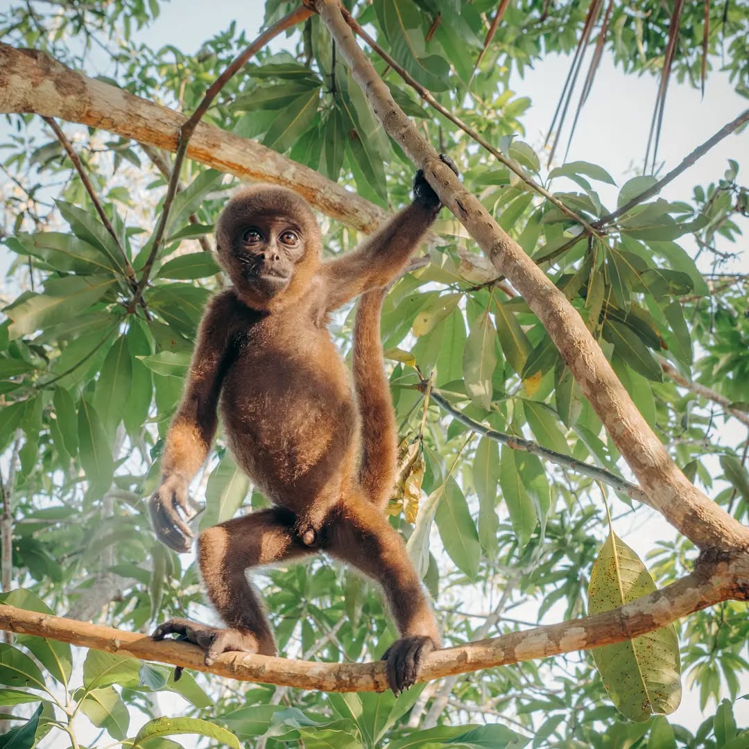 Yoko en el árbol de mango 🥭🥭🥭