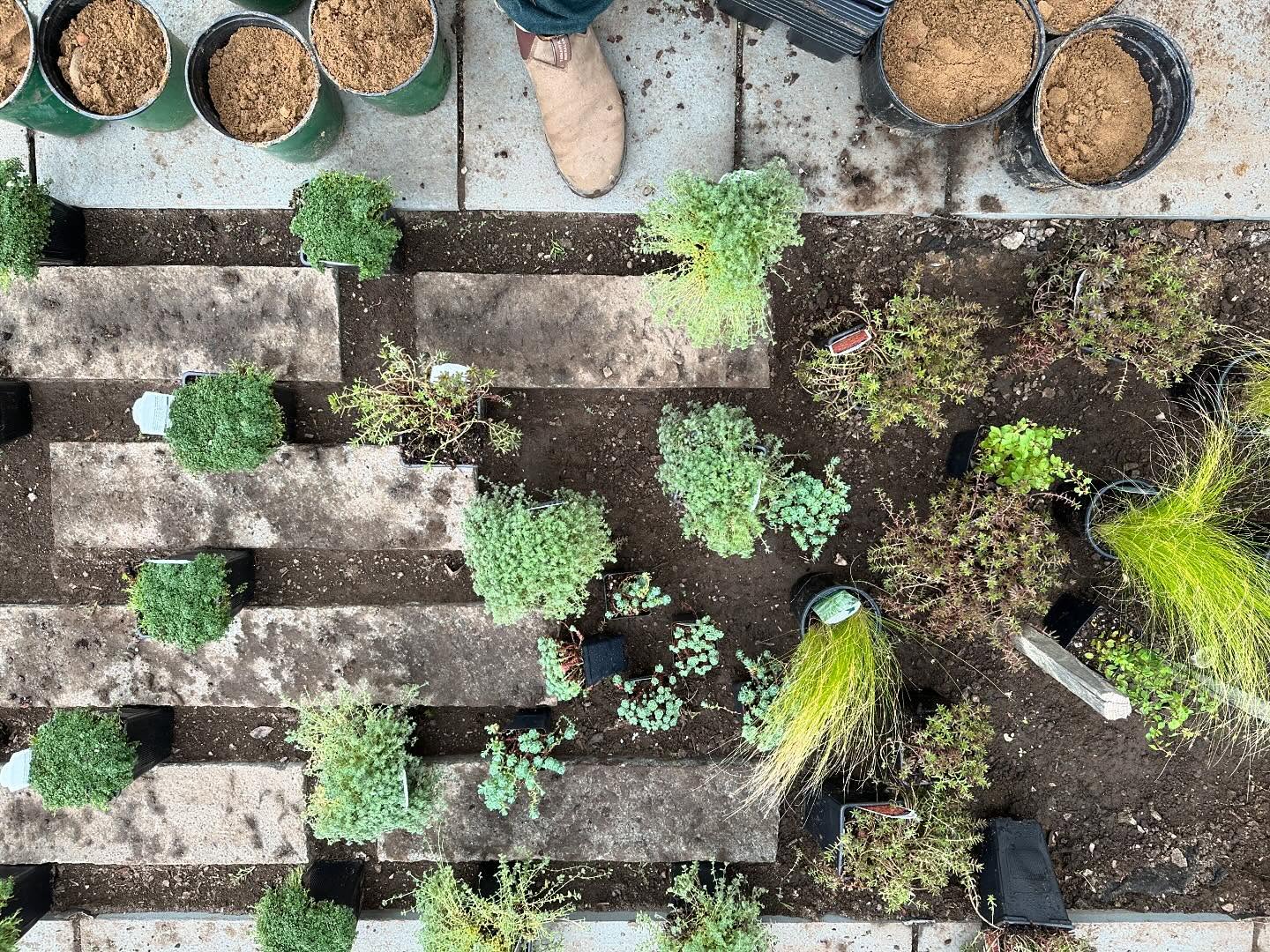 A linear melding of materials. Bluestone, reclaimed granite, site salvaged sand, and a xeric planting palette.
#landscape #westerly #landscapearchitecture #landscapephotography #landscapelovers #ctasla #hardscape #thyme #plantingdesign #planting #landscape_lovers #reclaimedgranite #watchhill #watchhillri