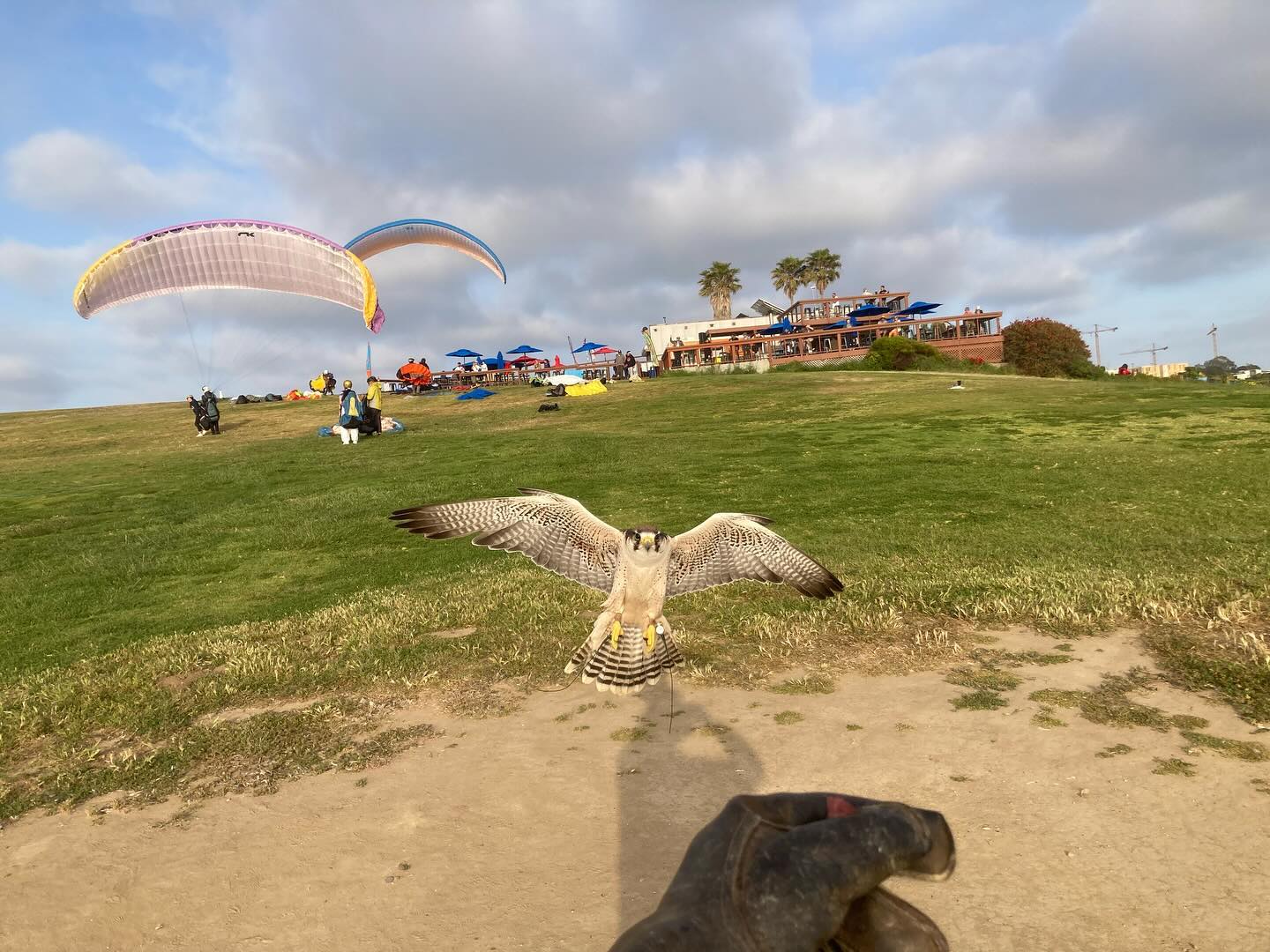 Coming in hot!! Love this shot, it really shows the falcon in action but also the stunning beauty of our #lajolla location, and I wish I had good pictures of all the other critters we see from the shore.., 🦅🪶🐋🐬🌴🌼🌈