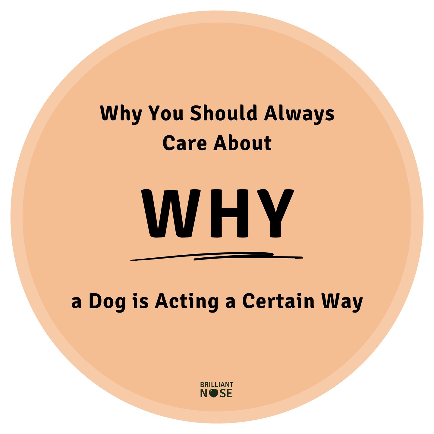 ❓Why should you always care about WHY a dog is acting a certain way?
✅ Because by understanding the reasons behind their behavior, it becomes possible for you to give them the right care and support.
🚫 Ignoring a behavior, using forceful methods, or only focusing on training the dog to stop could, for example, result in stress, physical harm, untreated medical issues, or persistent anxiety.
Source: VanFleet, R. (2012). The Human Half of Dog Training. Dogwise Publishing. Wenatchee.