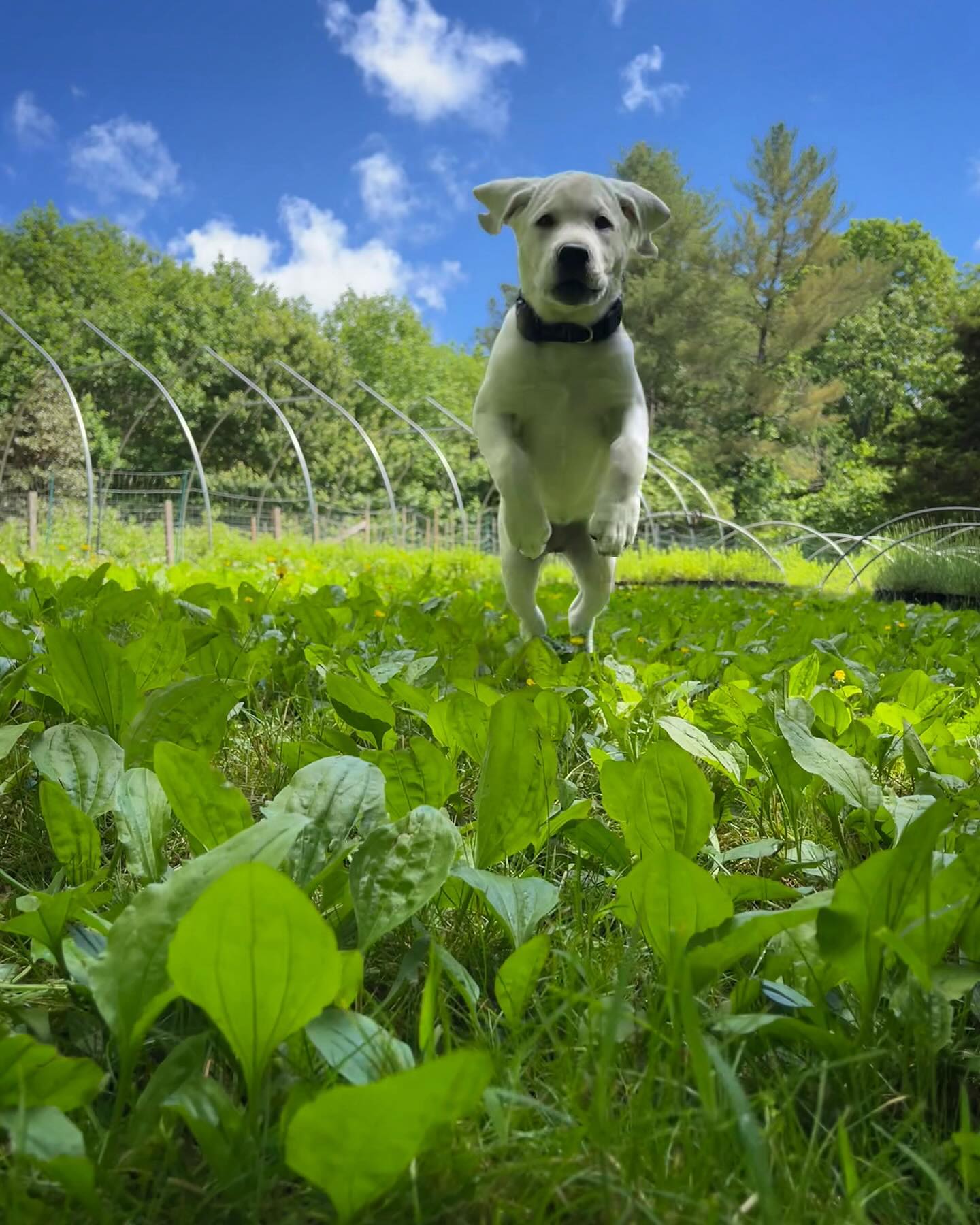 Our new farm pup has landed!
#farmdog #whitelab #saoirsethewhitelab
