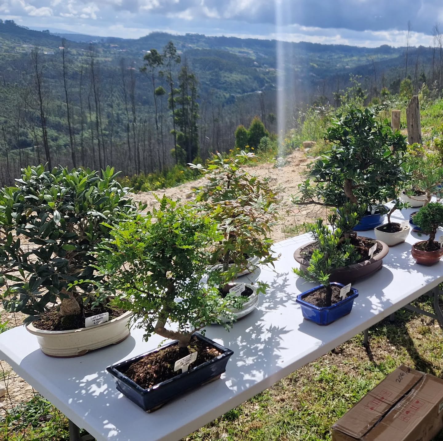Bonsai Classes with a view
#bonsai #bonsaitree #bonsatrees #chinesepepper #olivebonsai #citrus #portugal #portugalbonsai #bonsaiportugal #bonsaiclass #bonsaiworkshops #makebonsai #ma-kebonsai