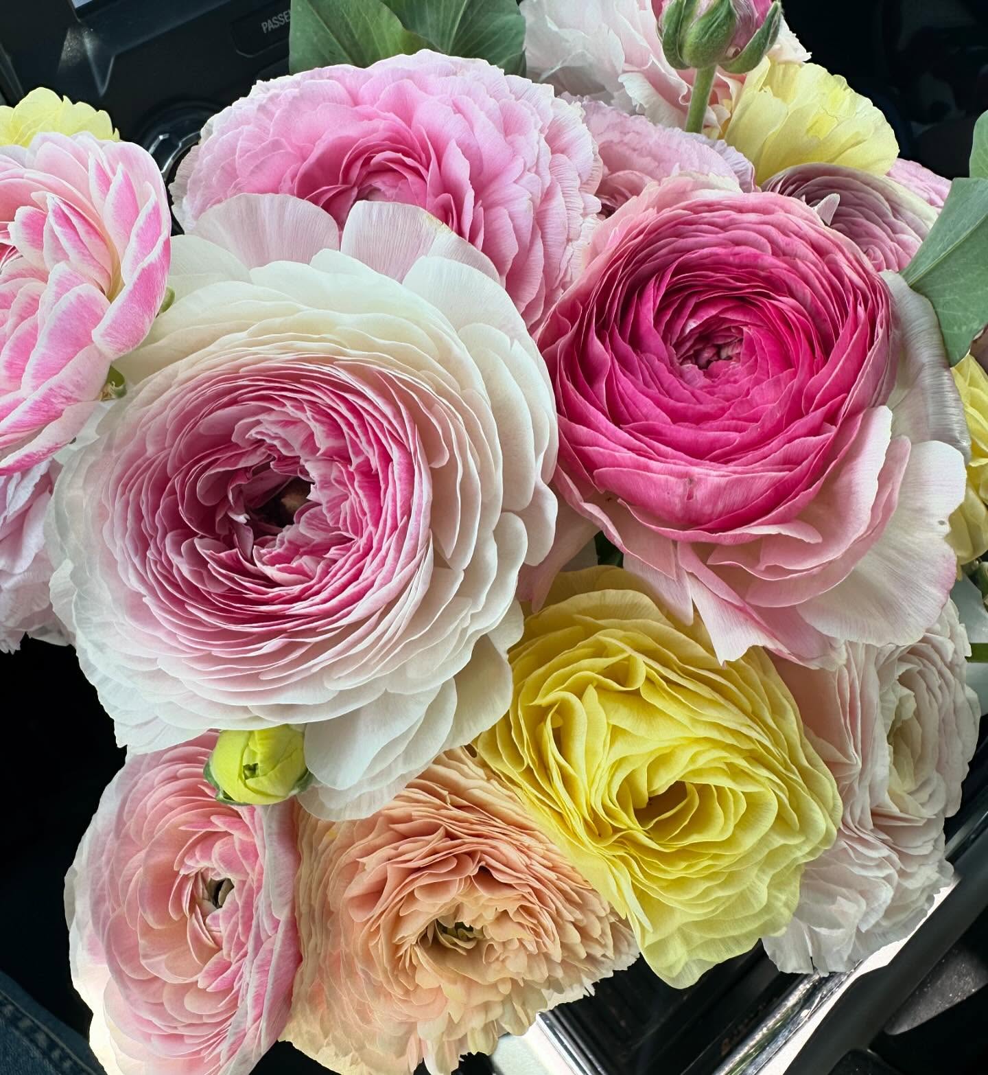 Casually driving around town after school pickup with a bouquet of ranunculus. Anyone else do this? Nope, just me? 🤷♀️ #wellgrownflowers #wellgrownfarm #localflowers #ranunculus