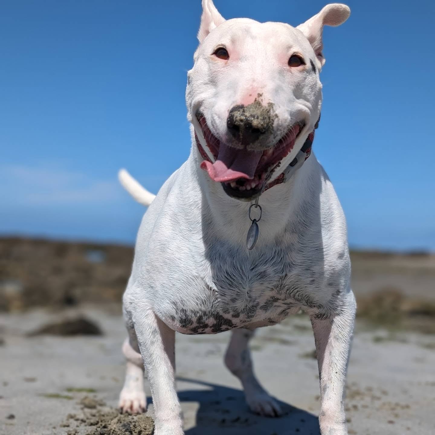 Some of the doggy steps we've taken this month
Space is available for your doggy to join in the fun
#guernsey #dogwalking