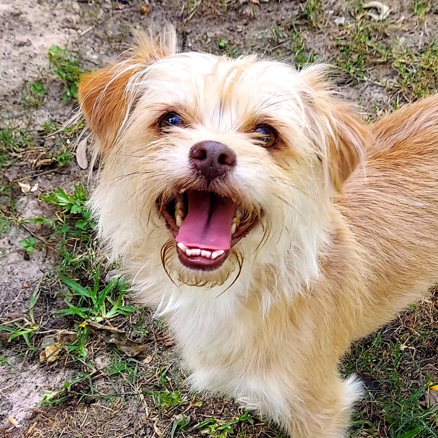 My new friend Ginger! 🥰
#dogsitter
#ilovemyjob