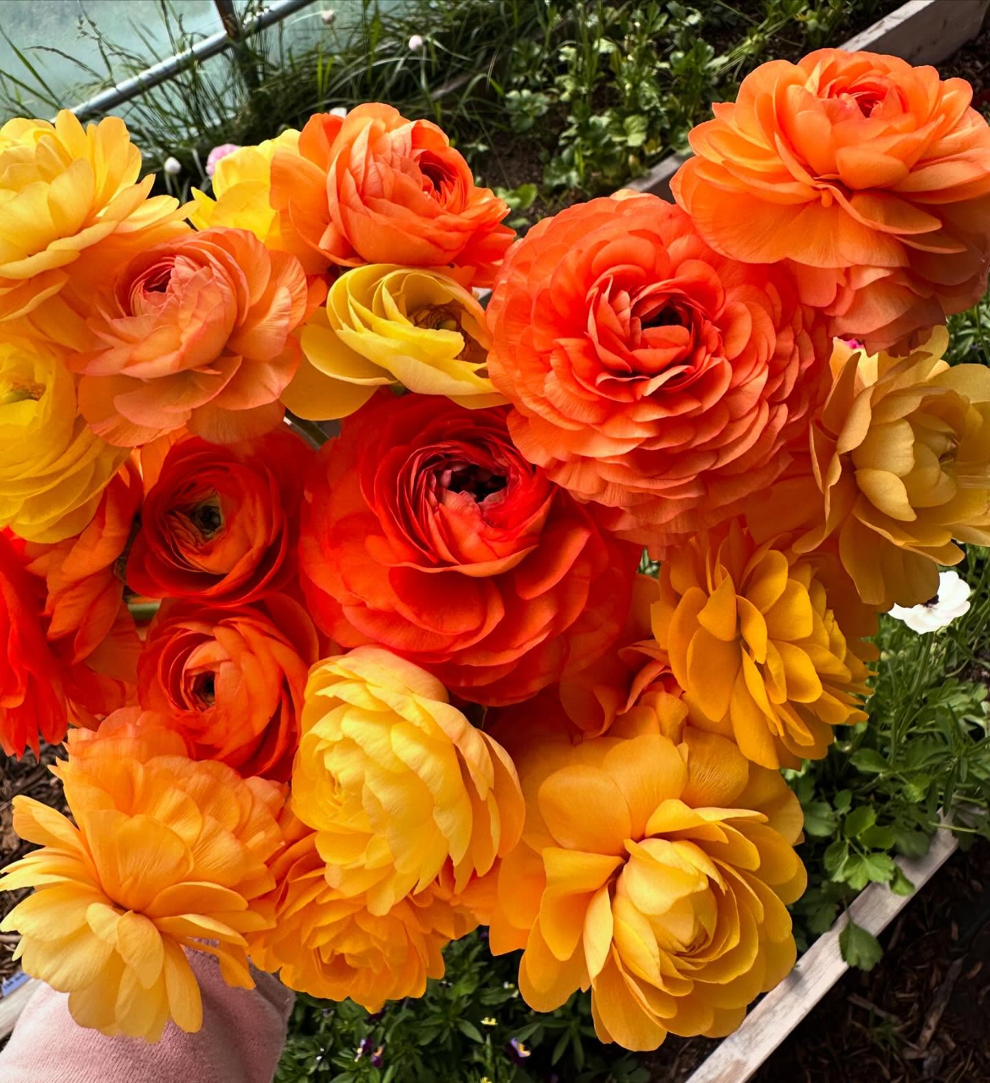 Well, ranunculus season is just about over (boooooo!) but boy was it lovely while it lasted. Last chance to snag some of these before the long weekend! #wellgrownflowers #wellgrownfarm #localflowers #ranunculus