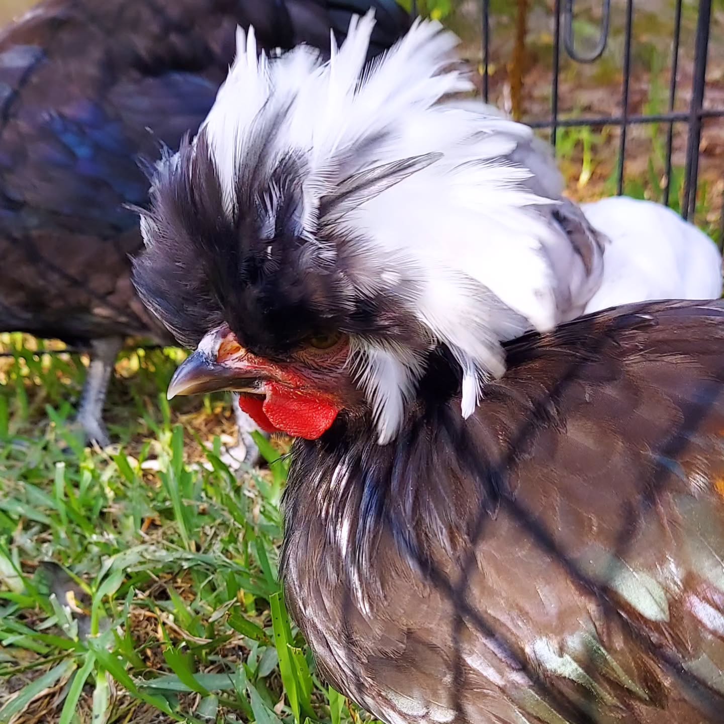 It's not just dogs and cats! 🐔