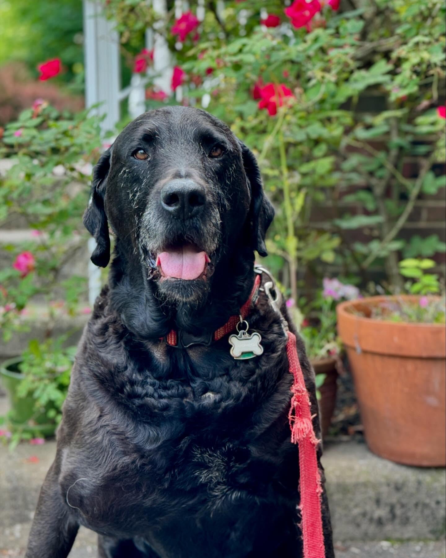 Paddington has been with us for so many years and is a bit grayer around the edges these days, but he still loves his walks! #seniordog #paddington #labmix