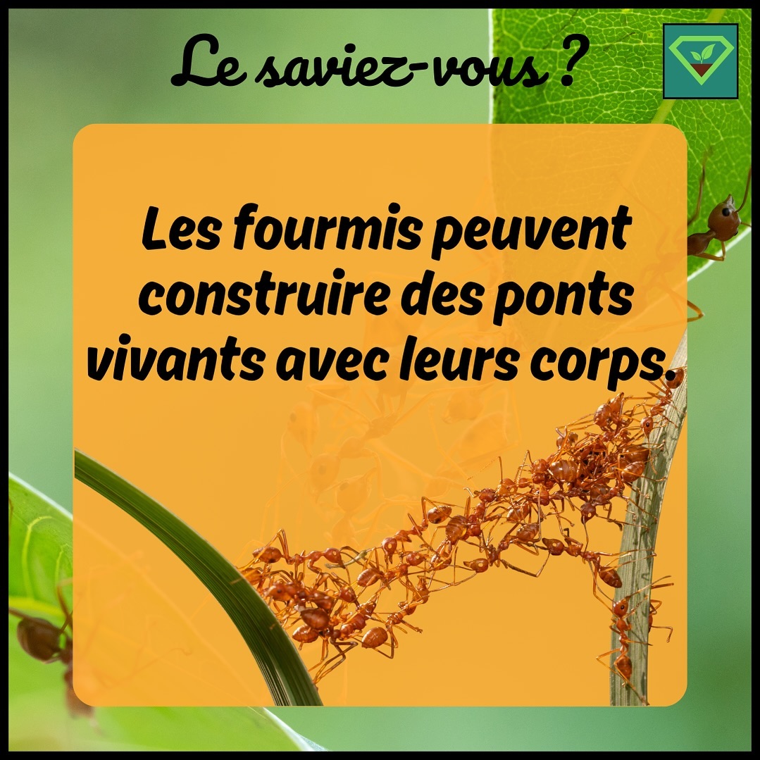 🐜🐜🐜🌉 Dans certains cas, des milliers de fourmis s’accrochent les unes aux autres pour traverser des obstacles comme des espaces vides, des rivières ou des fissures dans le sol.
#savoir#histoire#insolite#lesaviezvous#greenisyou#funfact#info#culturegenerale#fourmis#insectes#pont