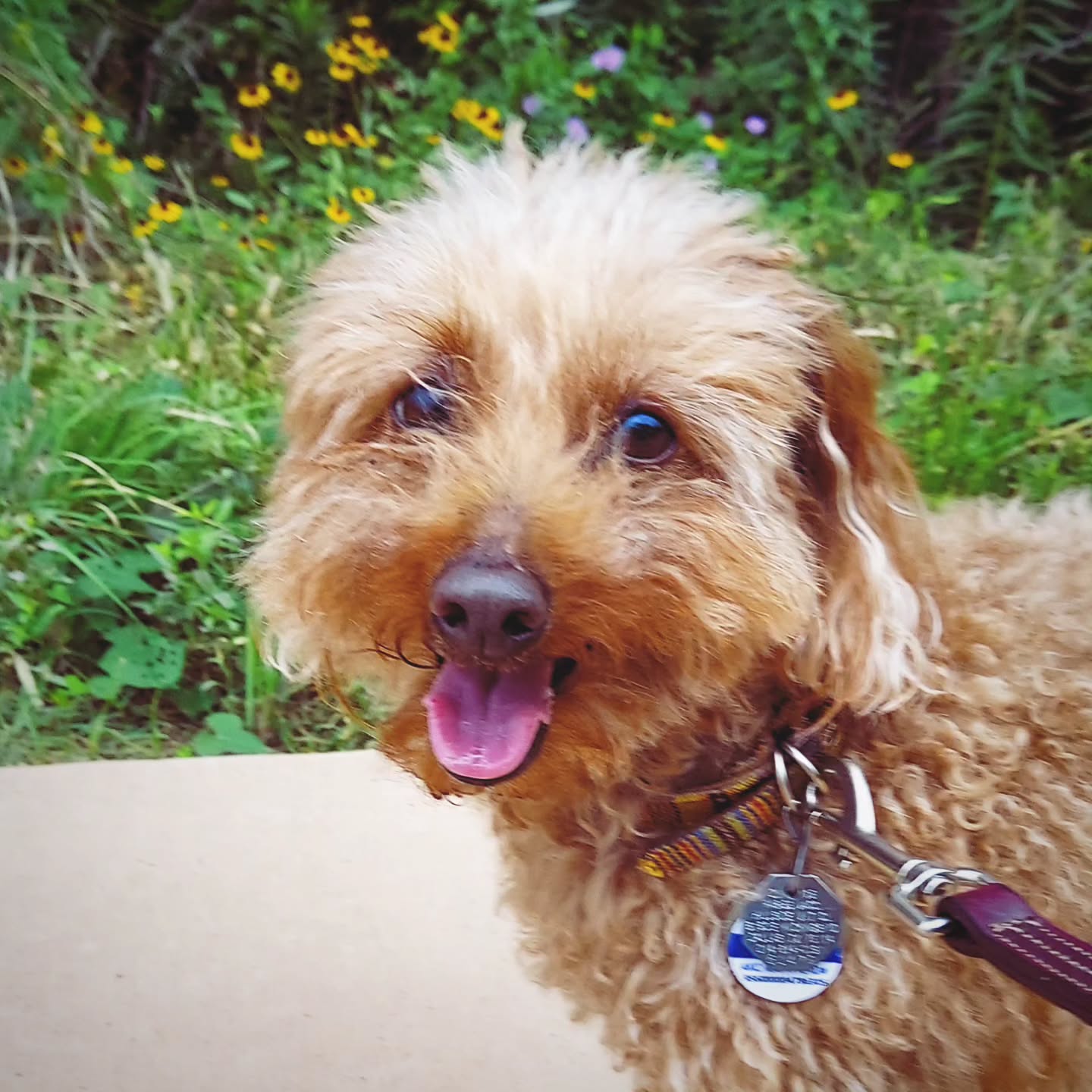 Crispin 🥰🩵🐾