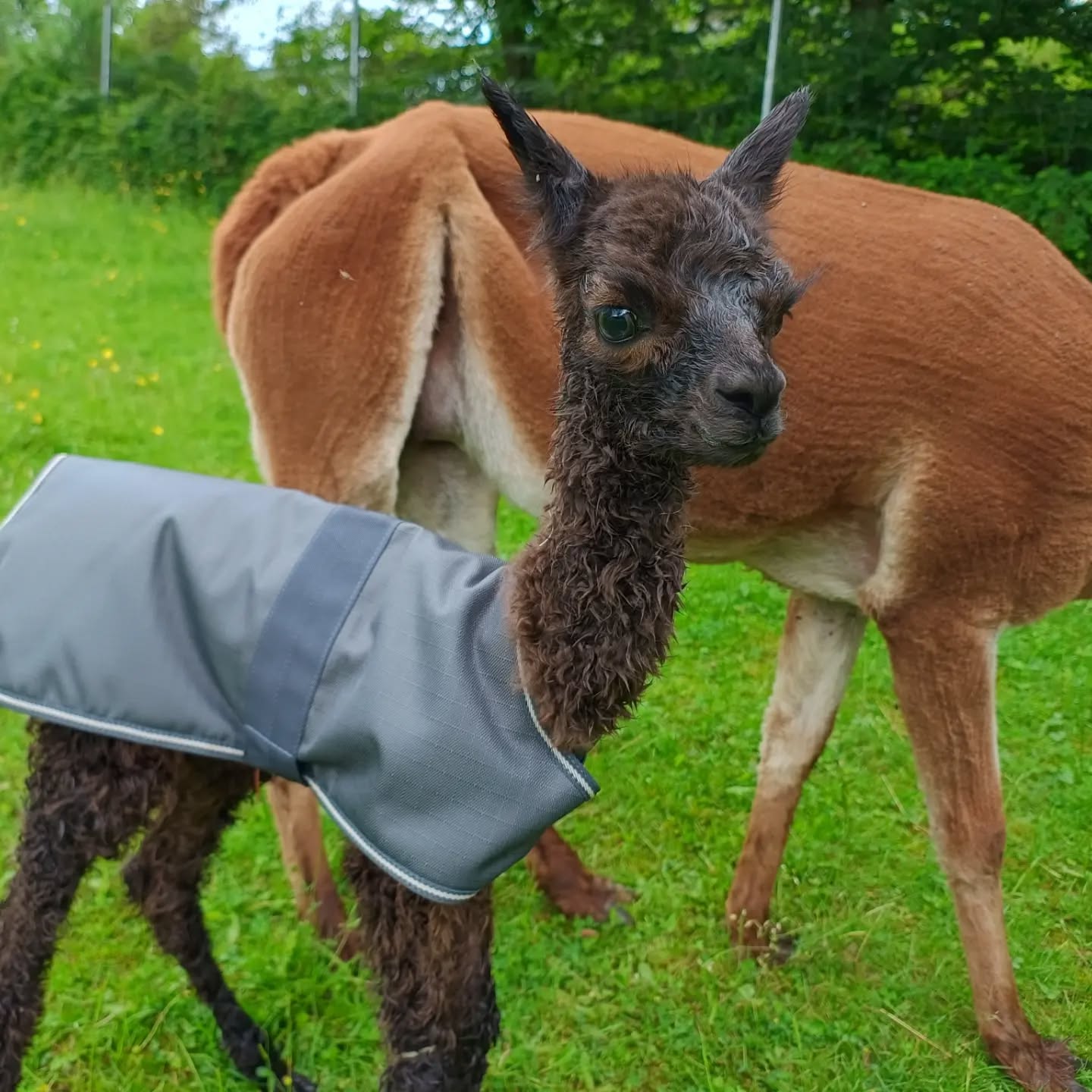 Was für ein Feiertag bei den @obstwiesen.alpakas ❣️😀! Unsere Gina ist Mama eines sehr vitalen Hengstbabys geworden 👏🏼! Wir sind sehr stolz, wie toll sie das gemacht hat! Herzlich willkommen kleiner Mann, bei deiner neuen Familie!
#geburt #alpaka #obstwiesenalpakas #alpacasofinstagram #badmünstereifel #holzem #höhengebietbadmünstereifel #euskirchen #köln #cologne #bonn #ahrtal #glück #feiertag #stolz #hengst #willkommen #neuesfamilienmitglied #alpaca #alpakasofinstagram