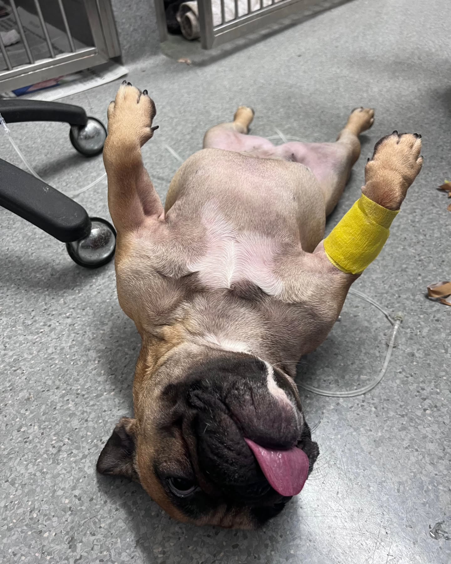 Can you spot a familiar face? These are just a small selection of the cuties we have had come through over the past month... how lucky are we! 🥰