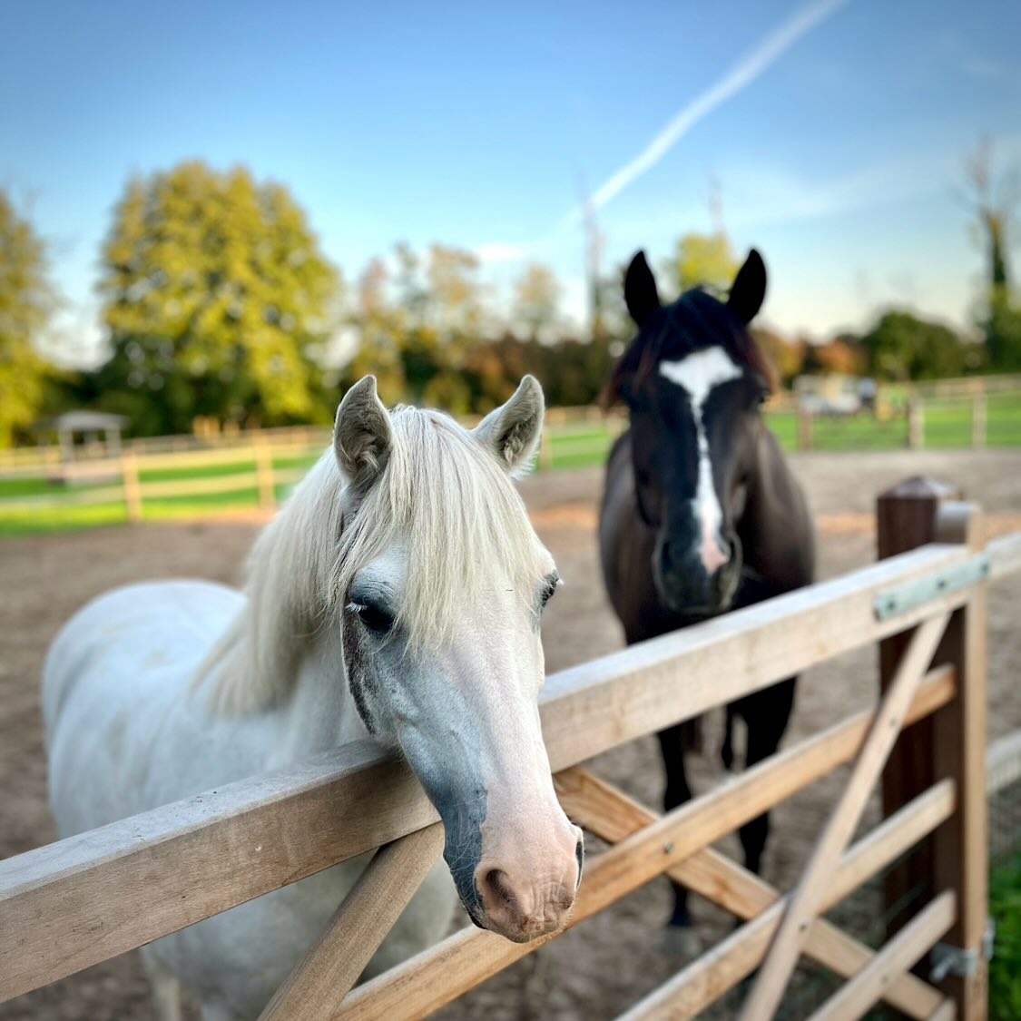 Unsere Pferde stehen zusammen in einer Herde. Sie haben eine eigene Badestelle und genießen ihr Leben hier auf dem Hof. Von klein bis groß ist alles dabei.
#eibenhofbadsaarow #eventlocation #scharmützelsee #pferde #lebenmittieren #hochzeitslocation