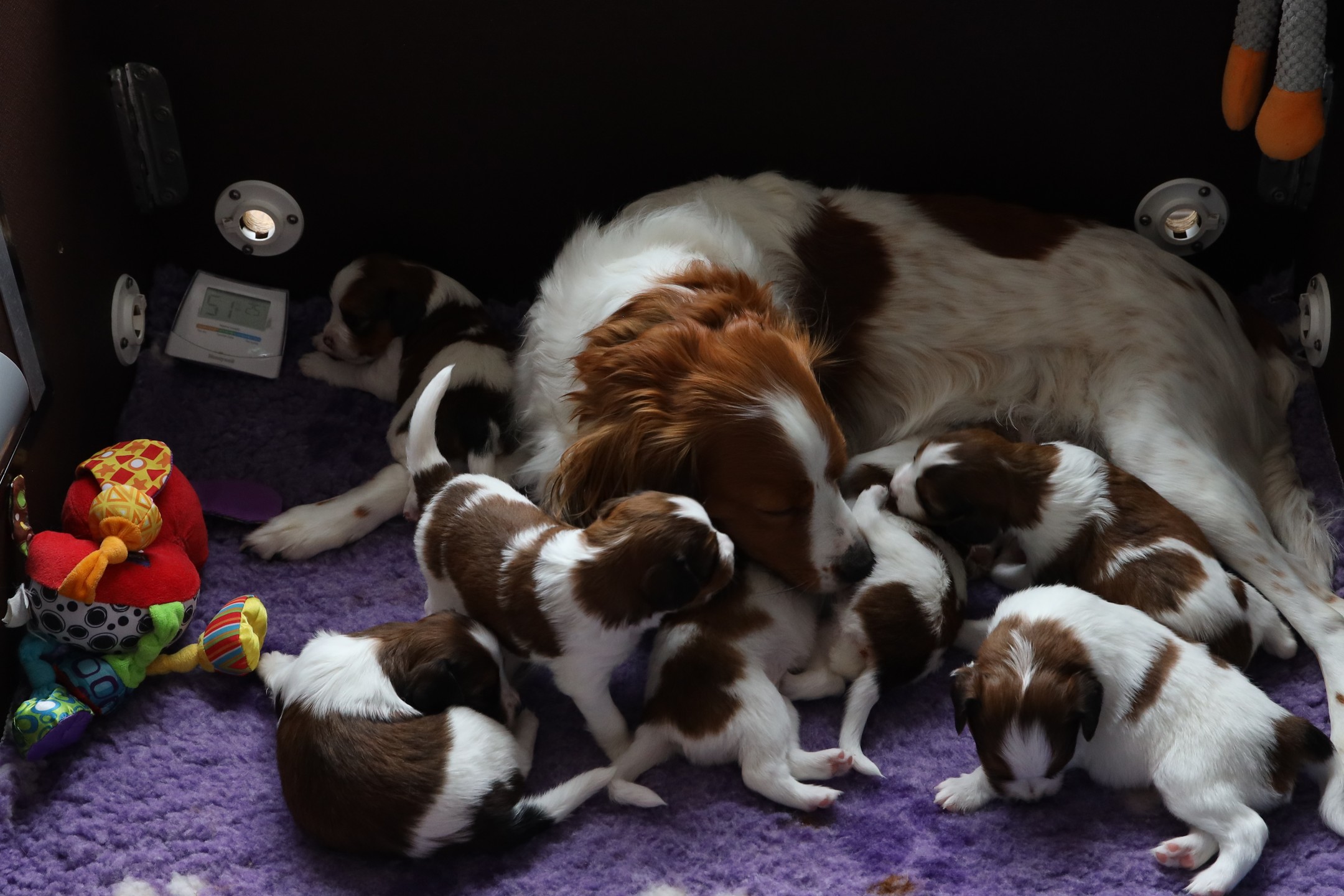 Na de nodige verzorging moeten niet alleen de puppy's, maar ook Indy weer even bijkomen.❤️
#hetgooisforest #kooiker #kooikerhondje #kooikersofinsta #kooikerpuppy #cutepuppy