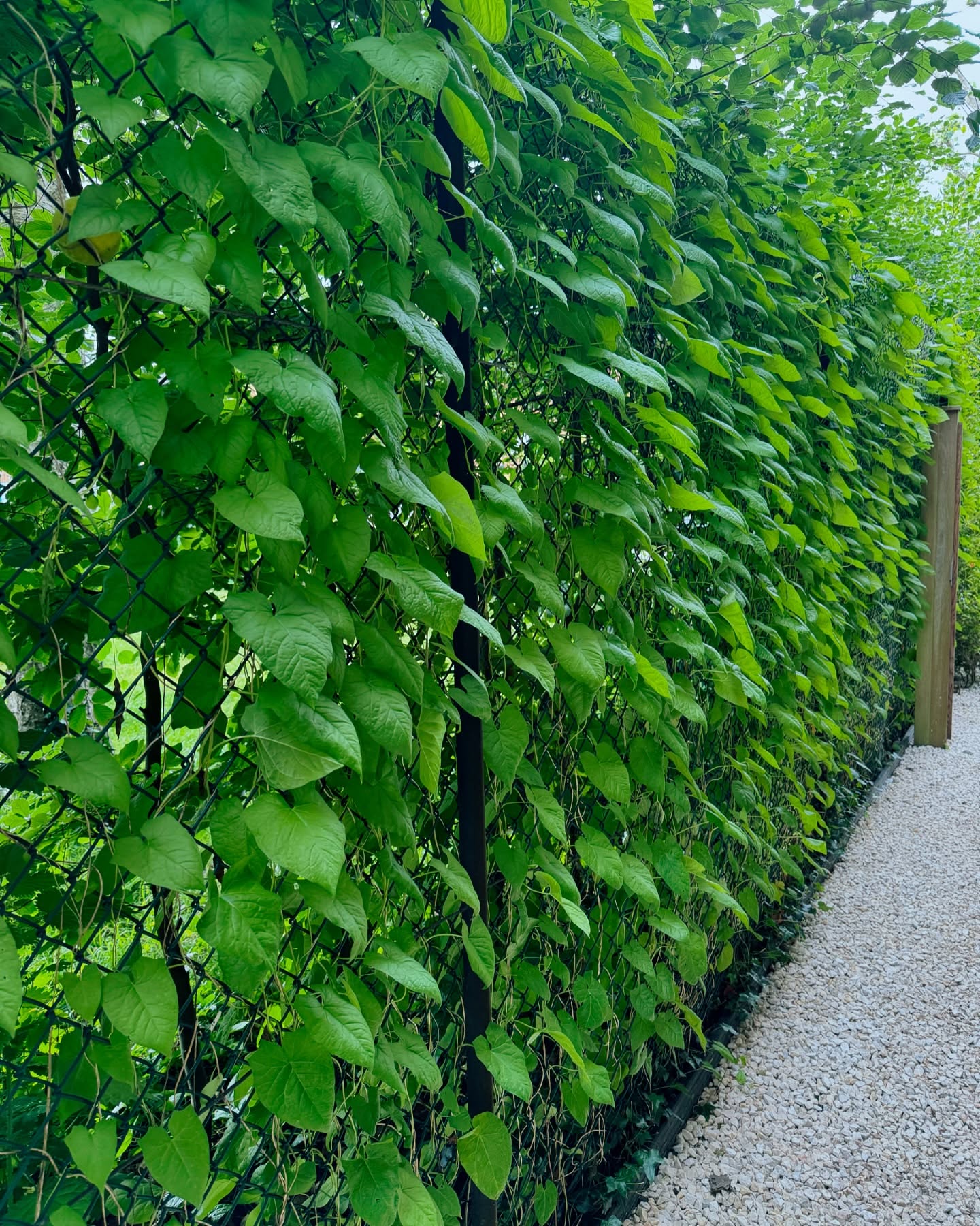 Bindweed. The fence will actually look worse without it.
