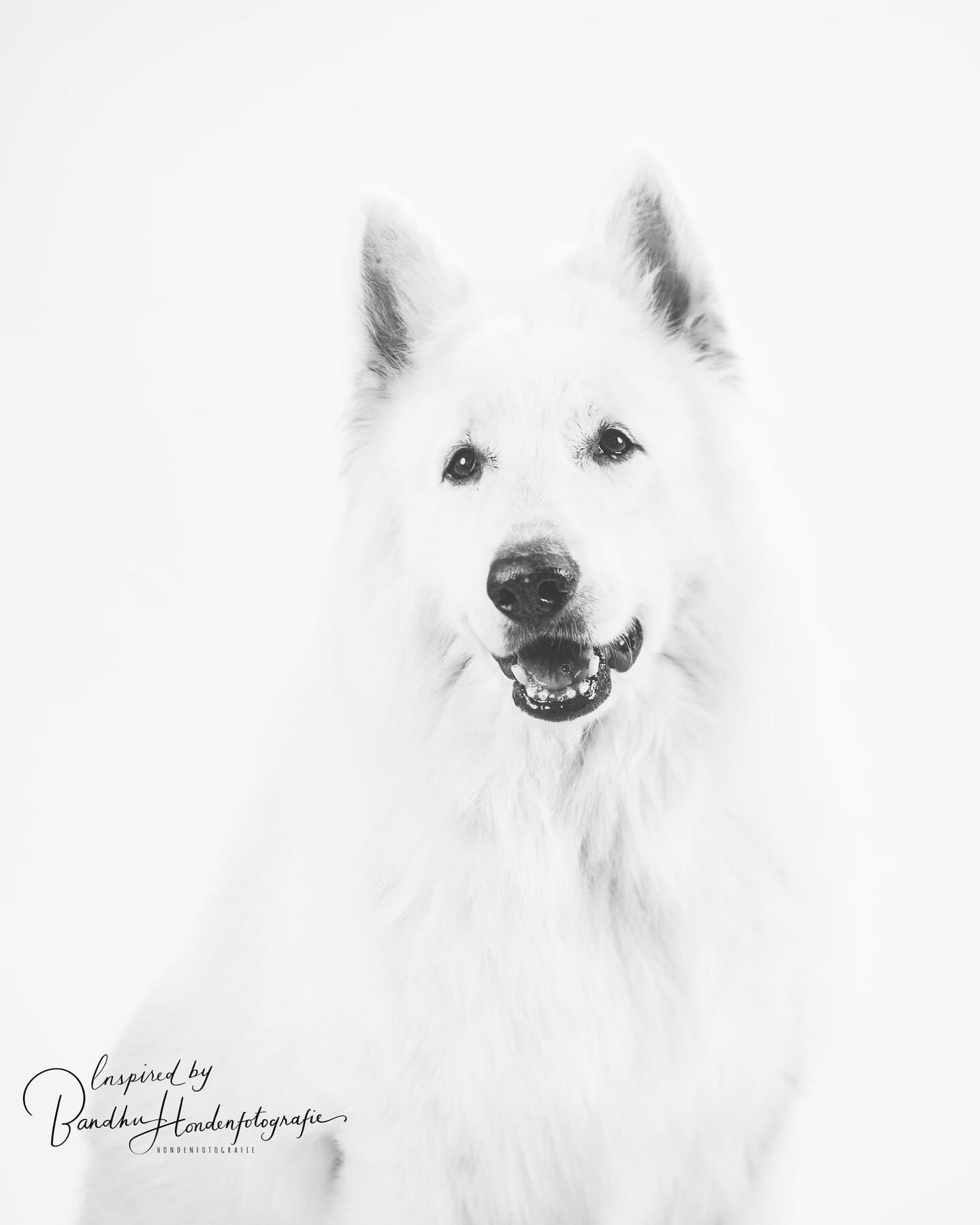 #swissshepherd #swissshepherdsofinstagram #bergerblancsuisse #pastorblancosuizo #zwitsersewitteherder #inspiredbybandhuhondenfotografie #bandhuofshadasa #jouwhondopdefoto #witje #shepardsofinstagram #dogshoot #hondenfotografie #hondenfotograaf #studioshoot #highkey #hondenfoto