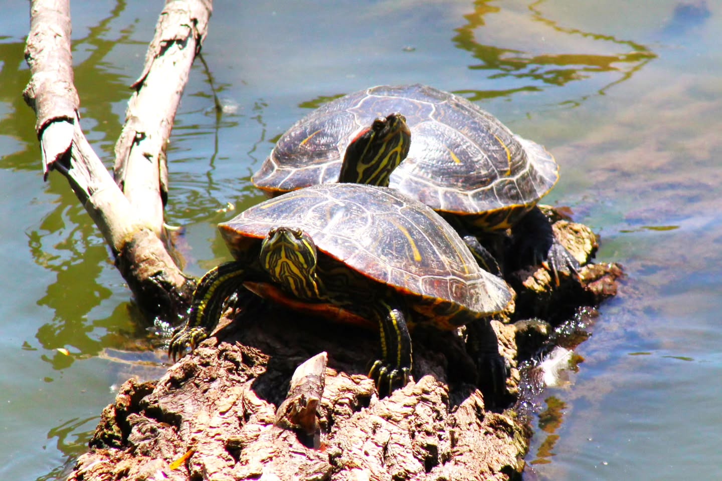 Wednesday Moment of Zen. Painted turtles and spotted sandpipers hanging out by the lake as the midday sun plays with the water. Peace y'all.