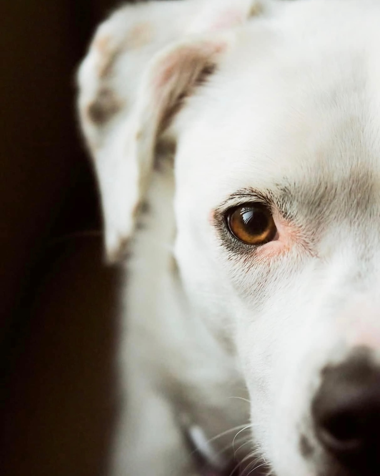Happy birthday to my sweet baby girl!!
Gypsy is 3 today 🐶🎉🥳
#dogsofinstagram #birthdaygirl #goodgirl #bordercollie #aussie #cattledog #pitbull #borderaussie #3rdbirthday #lovemybaby