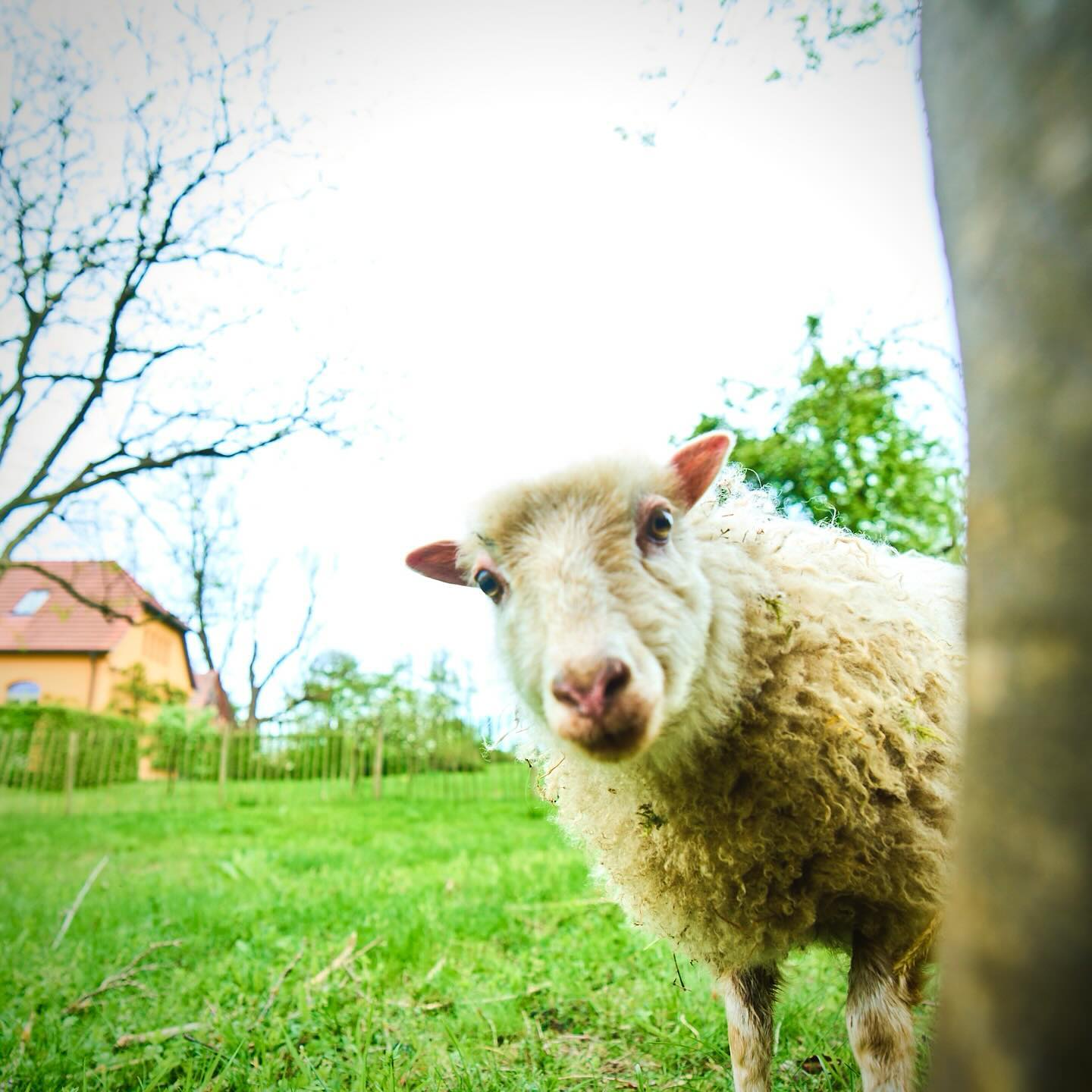 Im letzten Jahr sind diese 4 bezaubernden Minischafe bei uns auf den Hof gezogen.
Sie beweiden unter anderem unsere wilde Wiese und sind einfach nicht mehr wegzudenken.
#eibenhofbadsaarow #minischafe #scharmützelsee #lebenmittieren #skudden #oussantschafe