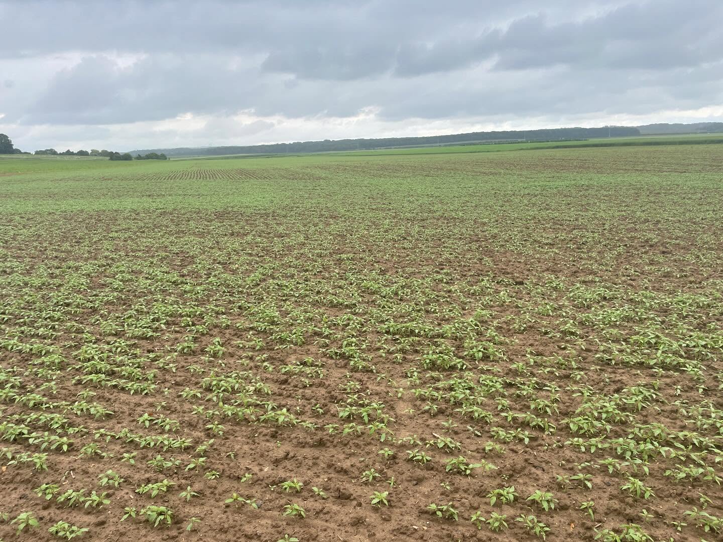 Un petit coup de chanvre pour l’apéro du vendredi soir !
#chauxchanvre #chanvre #plainedestrees #valleedoree #oise #hautsdefrance #betondechanvre #biosource #materiauxnaturels #renovation #isolation