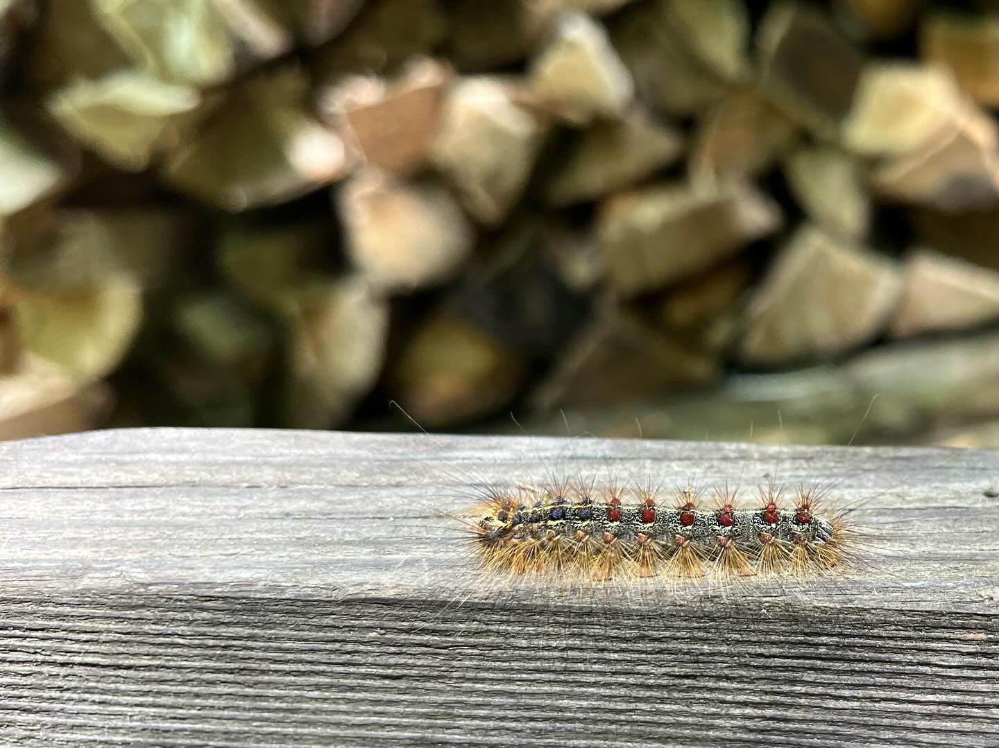 Our uninvited guest the Gypsy moth caterpillar…making our workplace a little less pleasant right now…#firewood #gypsymothcaterpillar #riveraridge