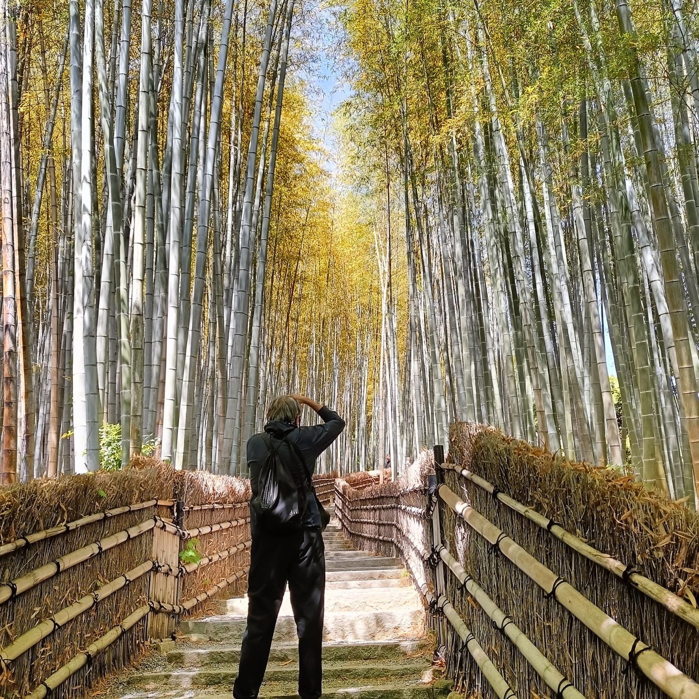Whispering Forest...