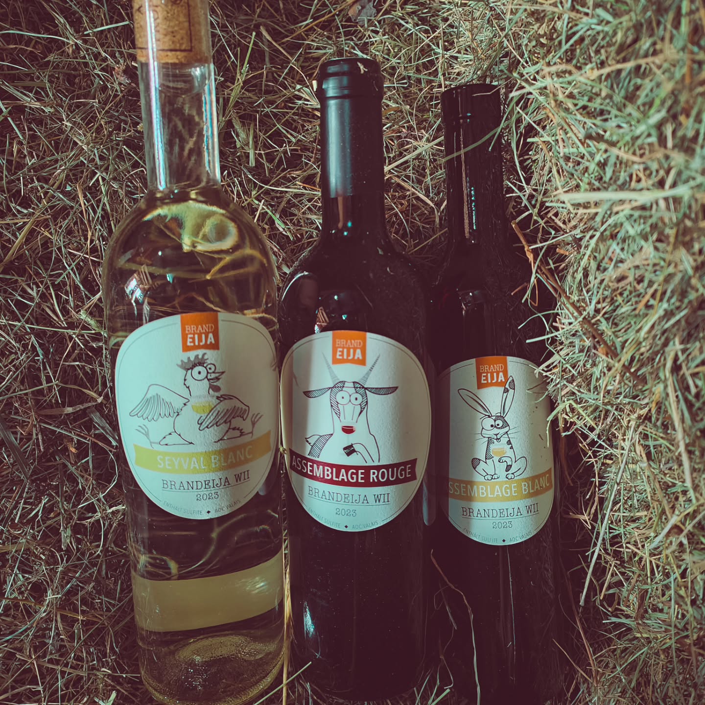 Brandeija Wii 2023 - alle Informationen dazu auf unserer Webseite brandeija.ch
#brandeija #wein #weinjahr2023 #jahrgang2023