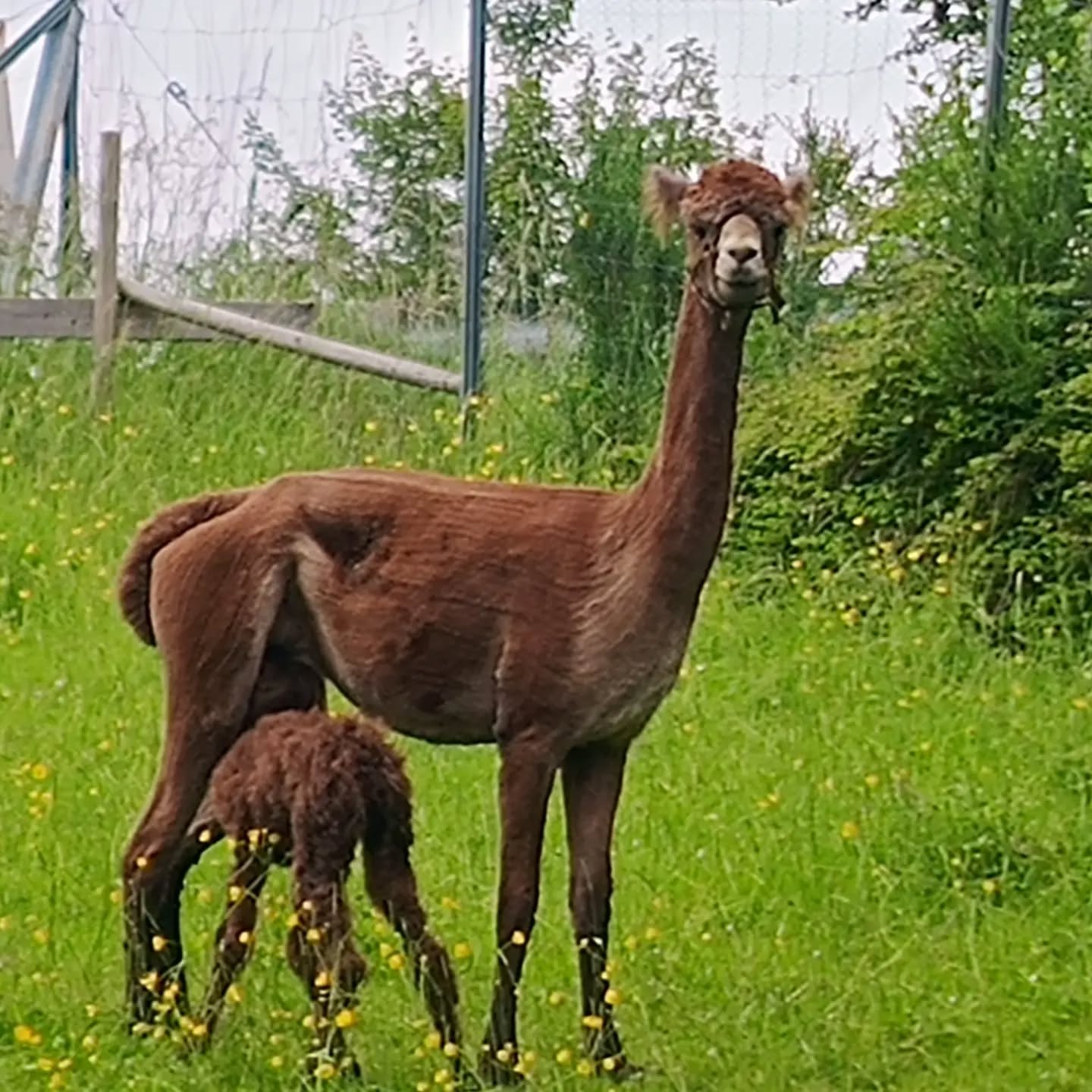 Vito hat eine Cousine bekommen 😃! Die kleine Hazel 🦙 ist geboren! #pepperdasobstwiesenalpaka ist eine ganz tolle und liebevolle Mutter! Die @obstwiesen.alpakas platzen vor Stolz!
#hazel #hazeldasobstwiesenalpaka #vitodasobstwiesenalpaka #alpaka #alpaca #alpacasofinstagram #alpakasofinstagram
#badmünstereifel #holzem #effelsberg #köln #bonn #koblenz #ahrtal #euskirchen #obstwiesenalpakas #stolz #hurra #sotoll