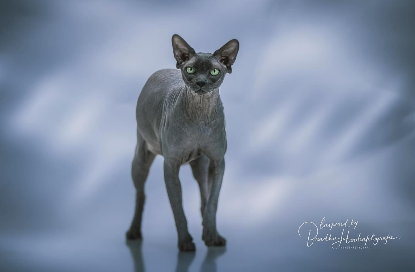 #naaktkat #naaktkatvaninstagram #naaktkatten #fotoshoot #canonR5 #poezenfotograaf #jouwkatopdefoto.nl #cats #cats_of_world #catsofinstagram #cats_of_instagram #catfotography