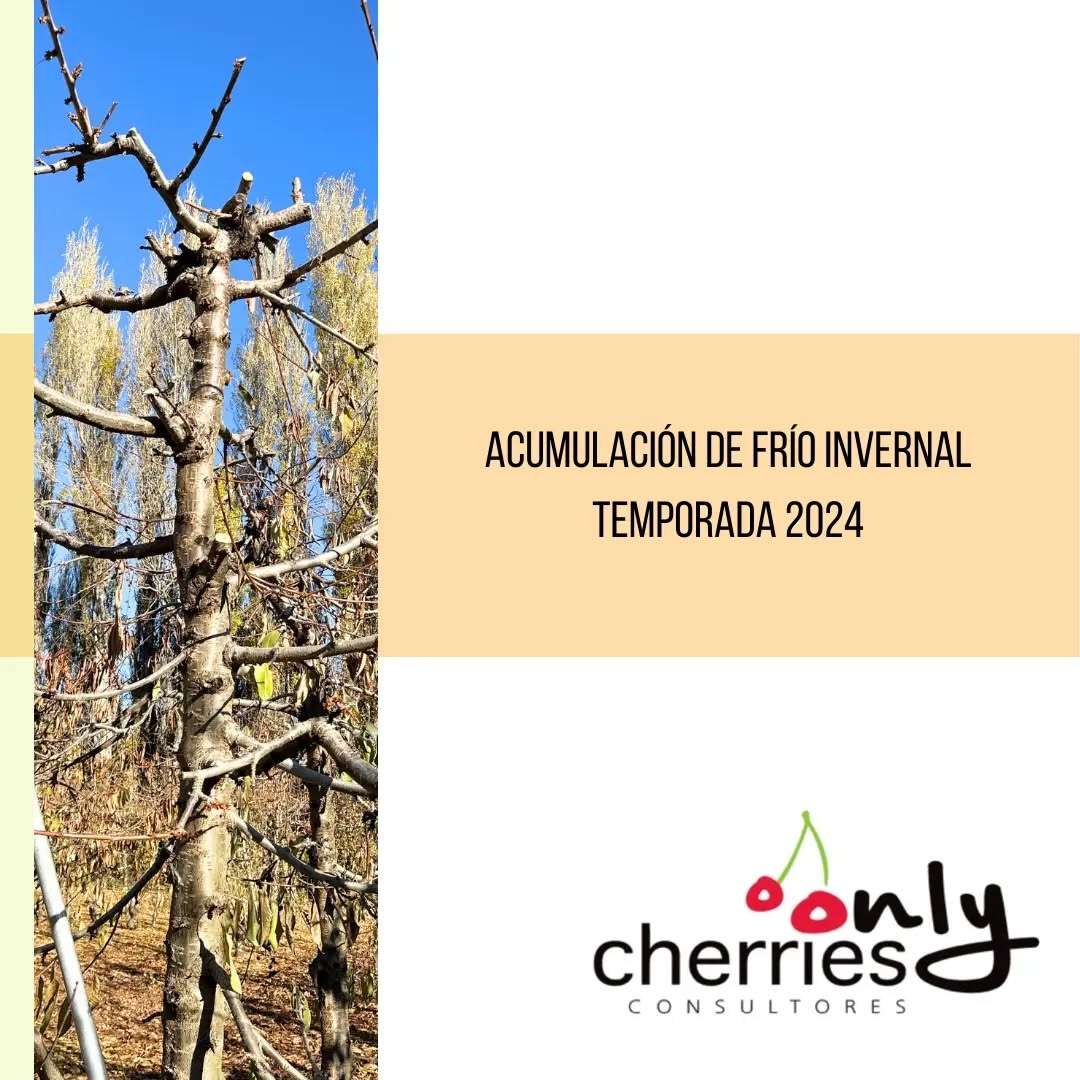 Ya está disponible en www.onlycherries.cl este boletín con información de acumulación de frío invernal durante el mes de mayo para varias localidades. Acá les dejamos un extracto y los invitamos a descargar gratuitamente el boletín completo.
#cherry #cherries #chileagricola #agrochile #agronegocio #cerezas #cerezo #cherryblossom #smartcherry #redagricola #campochileno #agricultura #revistadelcampo #mundoagro #agronomia #agro #agroquimicos