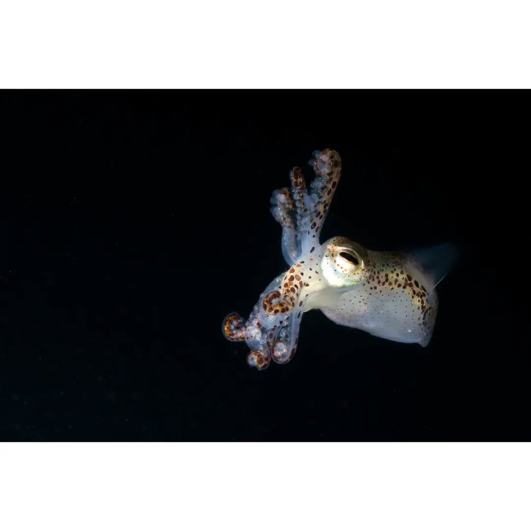 Probably my favorite shot I've taken. One to get printed I think
#marinewildlife #wildlifephotography #underwaterphotography #nauticam #nightdive #photography #underwater